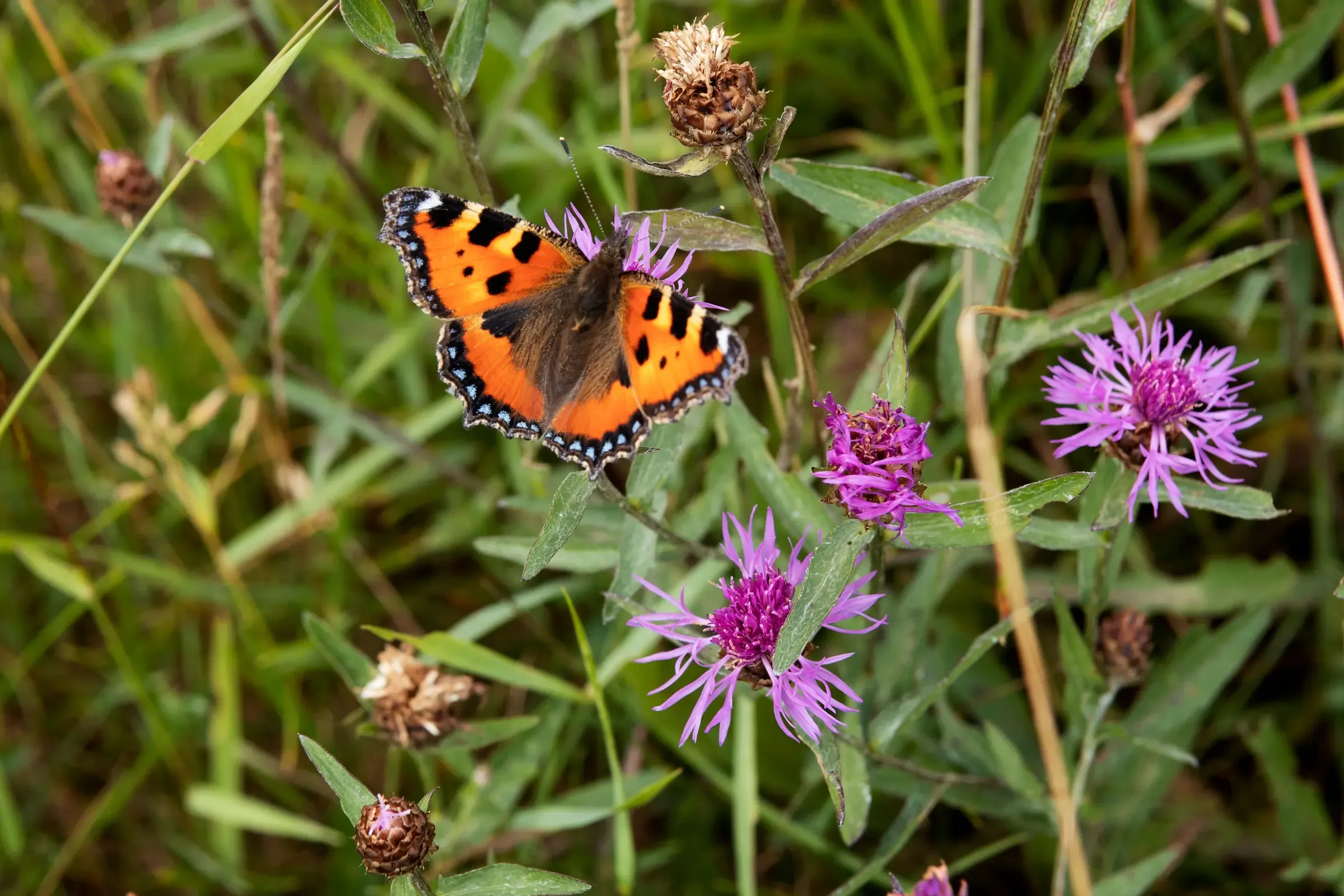Das Hochmoor Les Ponts-de-Martel ist renaturiert – hier wurde das Gesetz vollzogen.