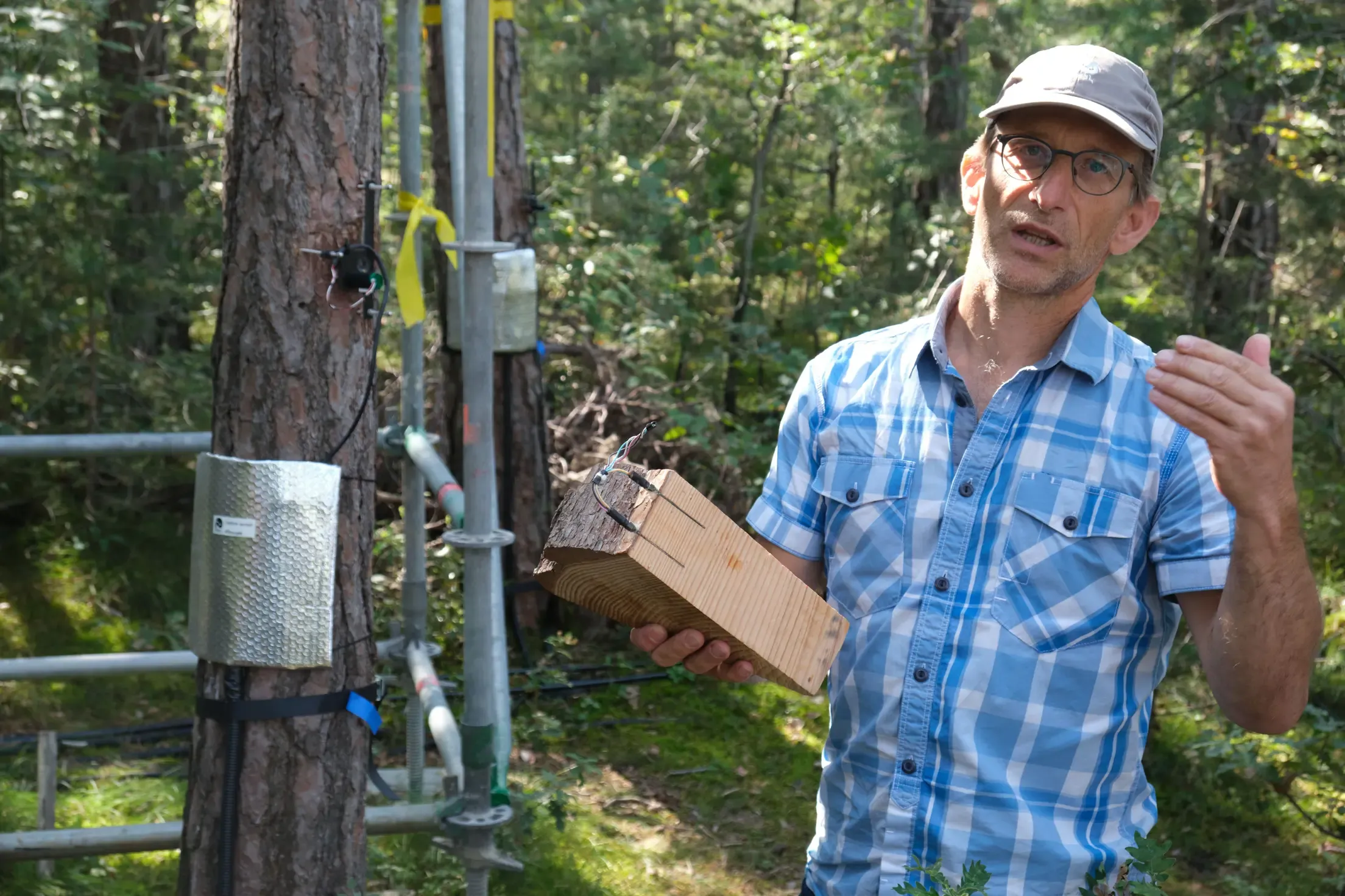 Roman Zweifel von der WSL misst den sogenannten Saftfluss mithilfe von Sensoren im Baumstamm.