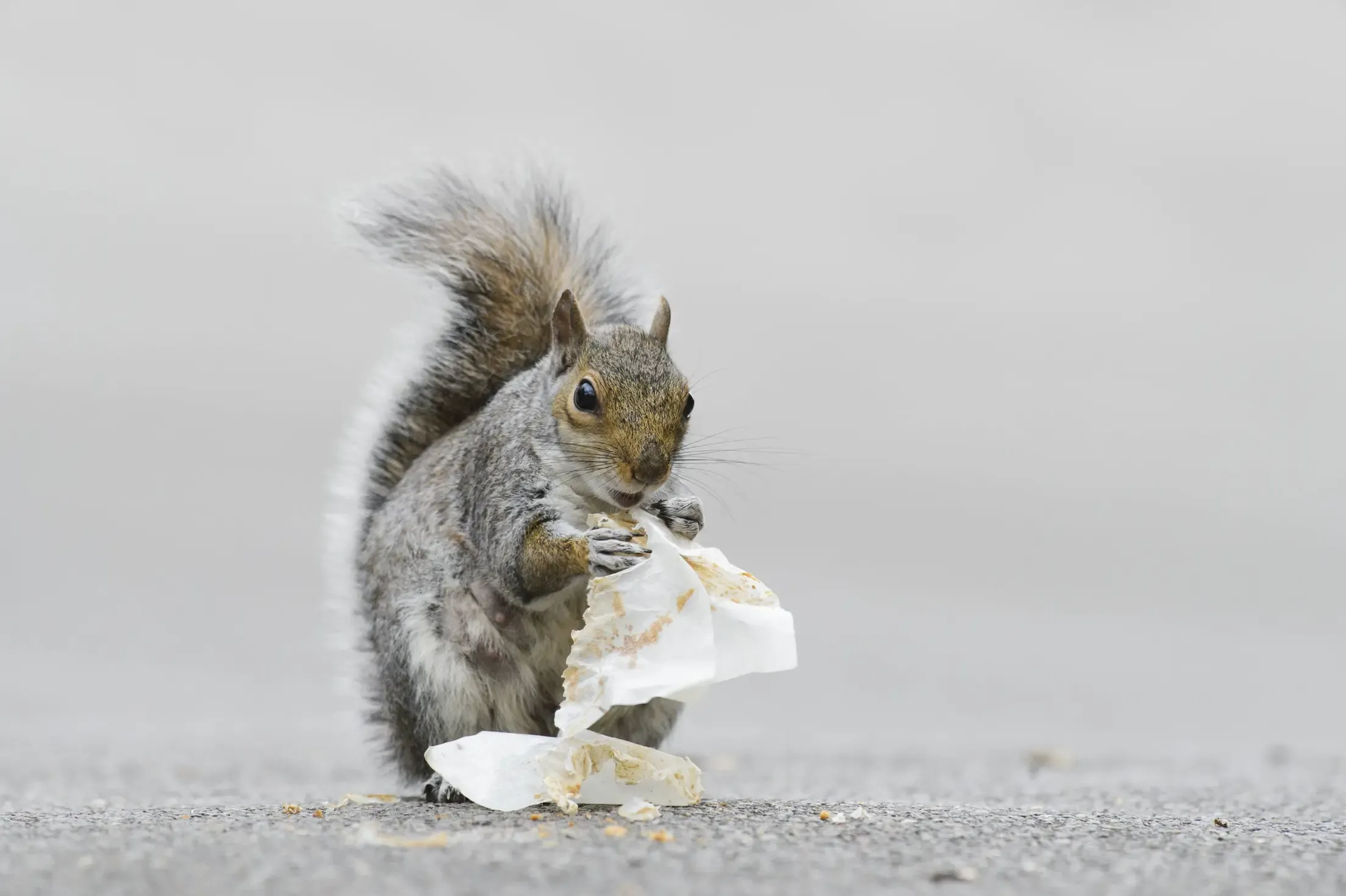 ein Grauhörnchen im Regent’s Park in London.