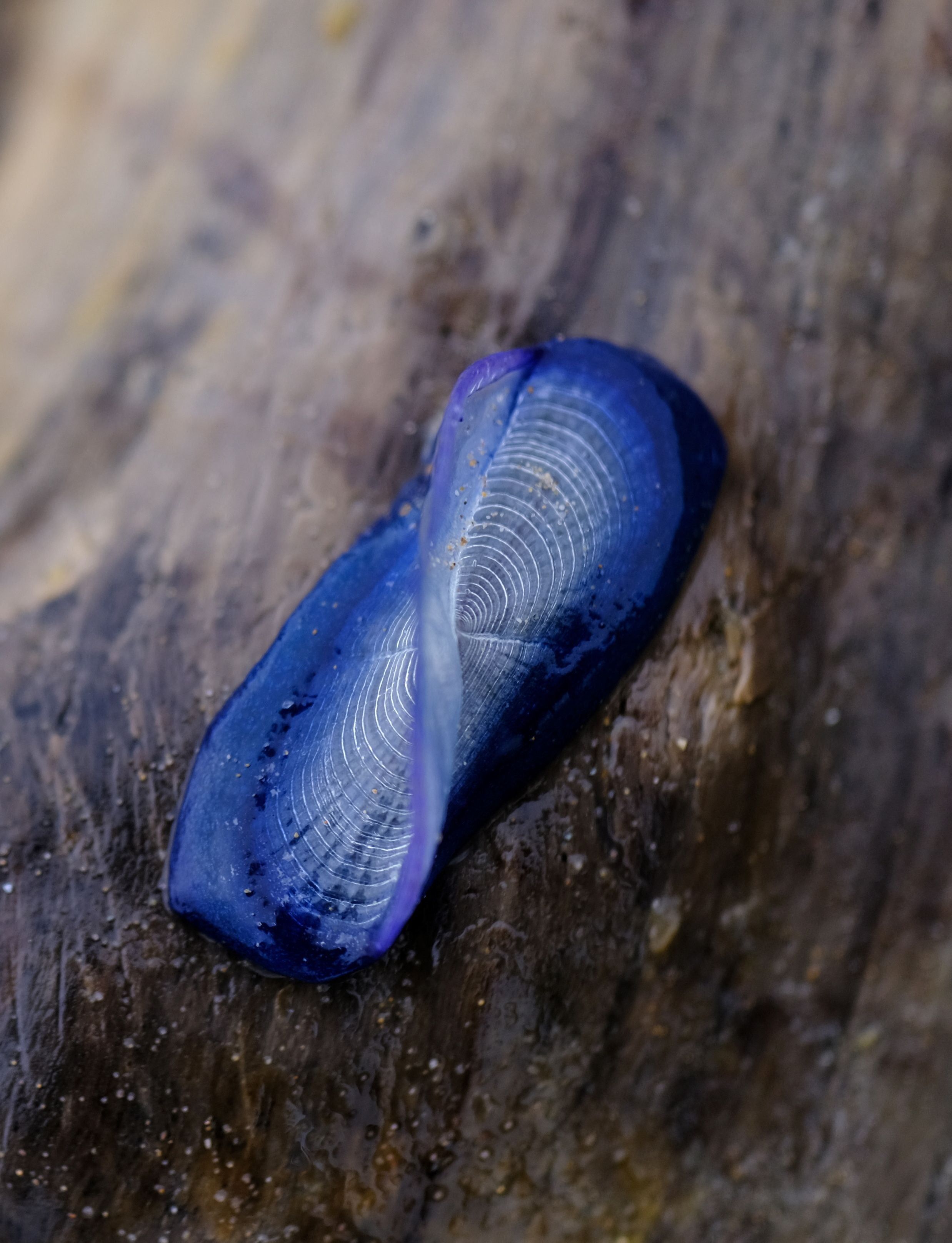 Elliptisches Floss mit Segel: Die Präsenz der Segelqualle ist ein Indikator für klimatische Veränderungen.