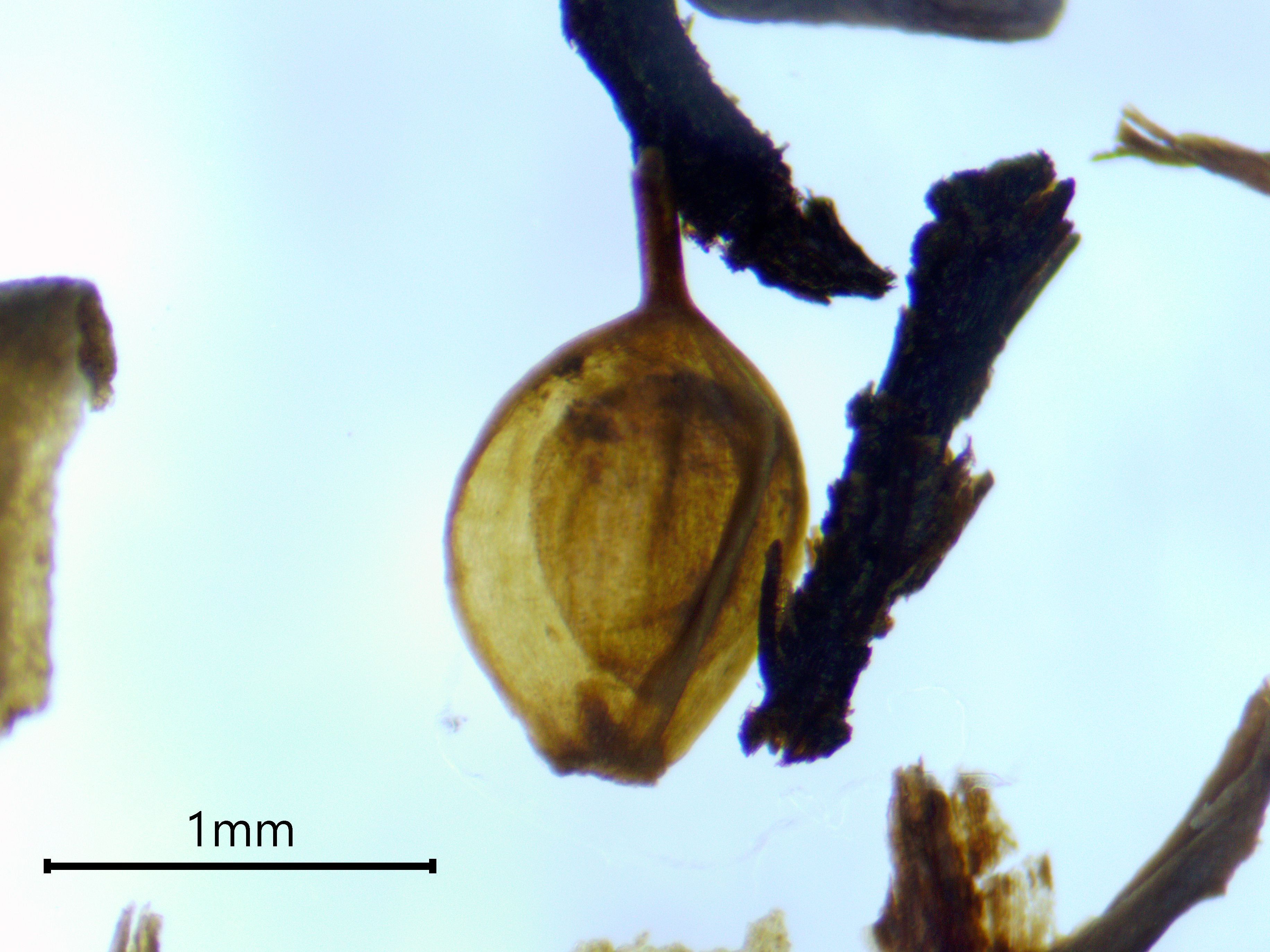 In einer Bohrprobe von Camp Century fanden Forscher gut erhaltene Seggen-Samen. Seggen zählen zu den Sauergrasgewächsen und kommen auch heute in der Tundra vor.