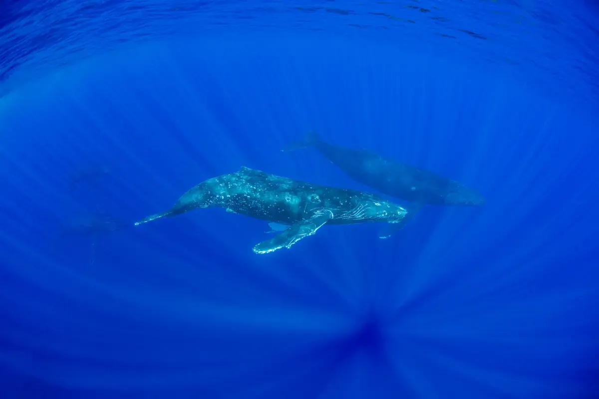 Buckelwale im Pazifik: 2023 haben die Weltmeer rund 10 Prozent weniger Kohlendioxid aufgenommen als sonst.