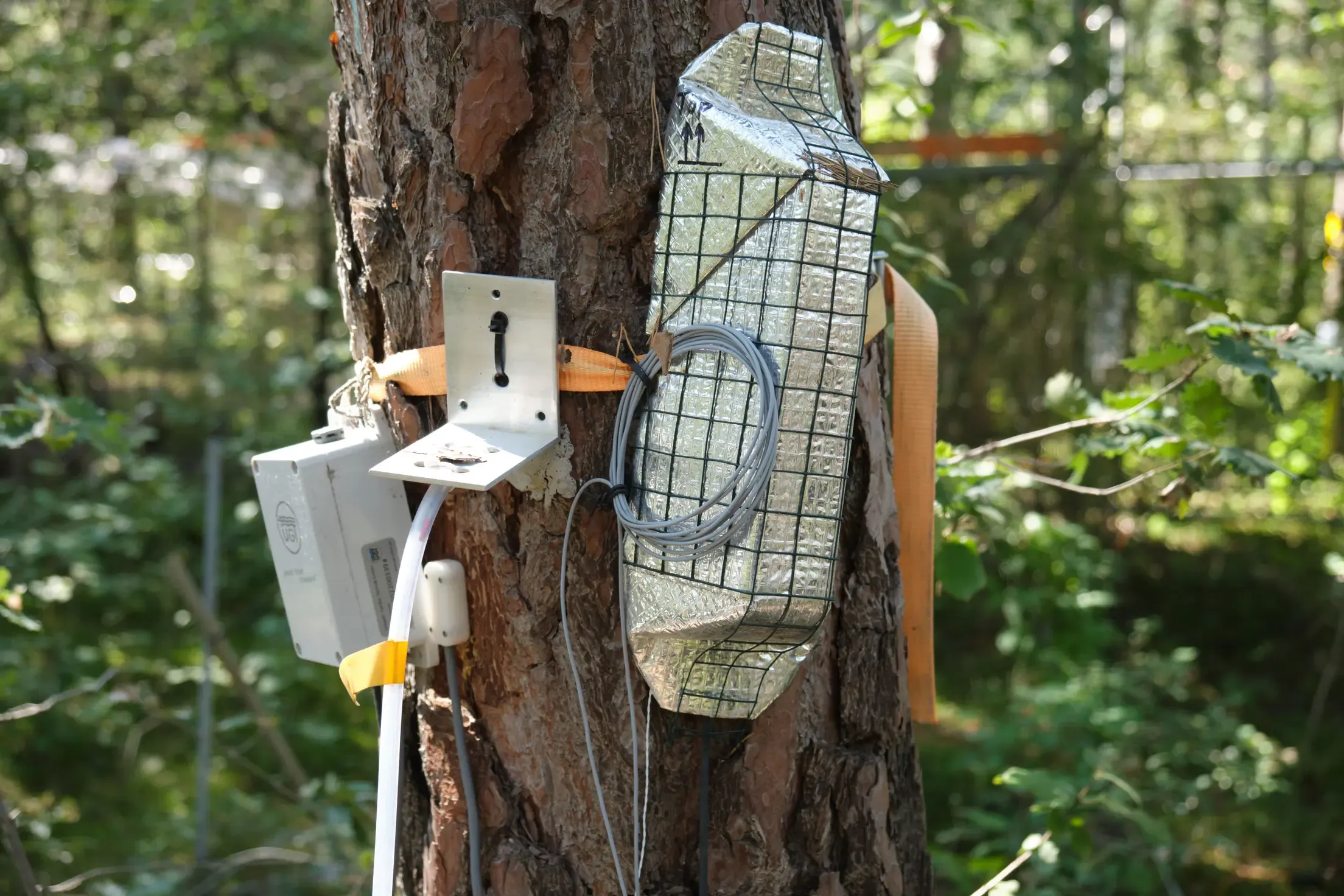Eine Armatur der Forschenden an einem Baum im Wald