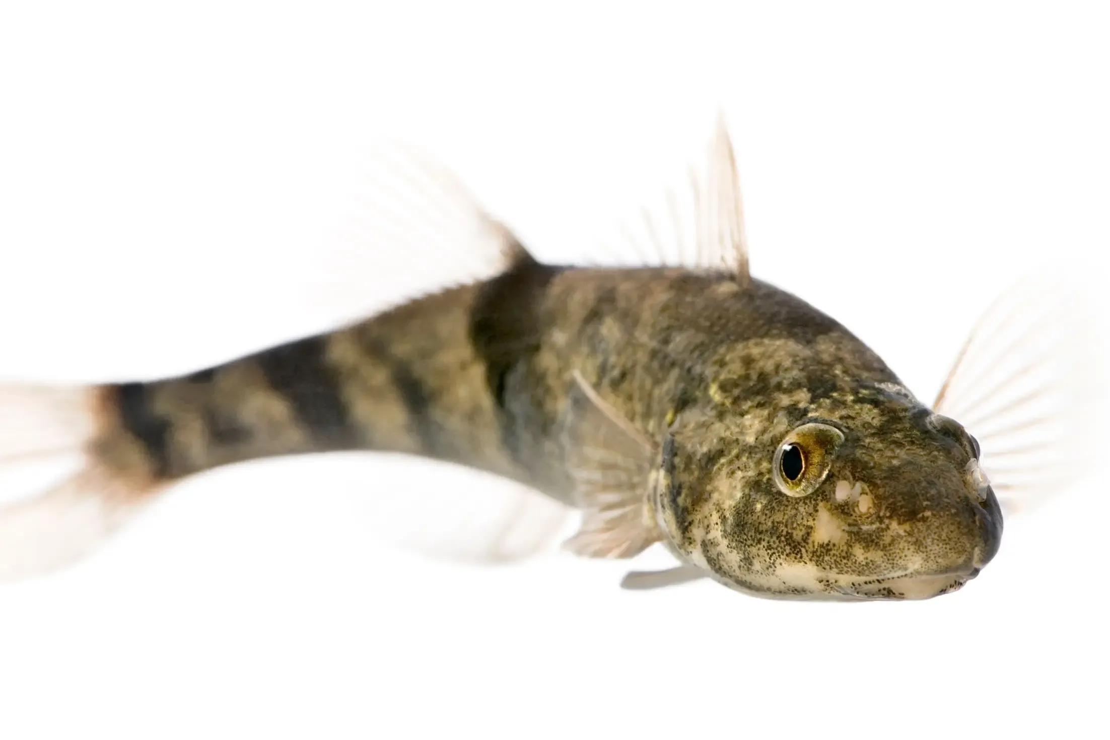 Bild eines Roi du Doubs