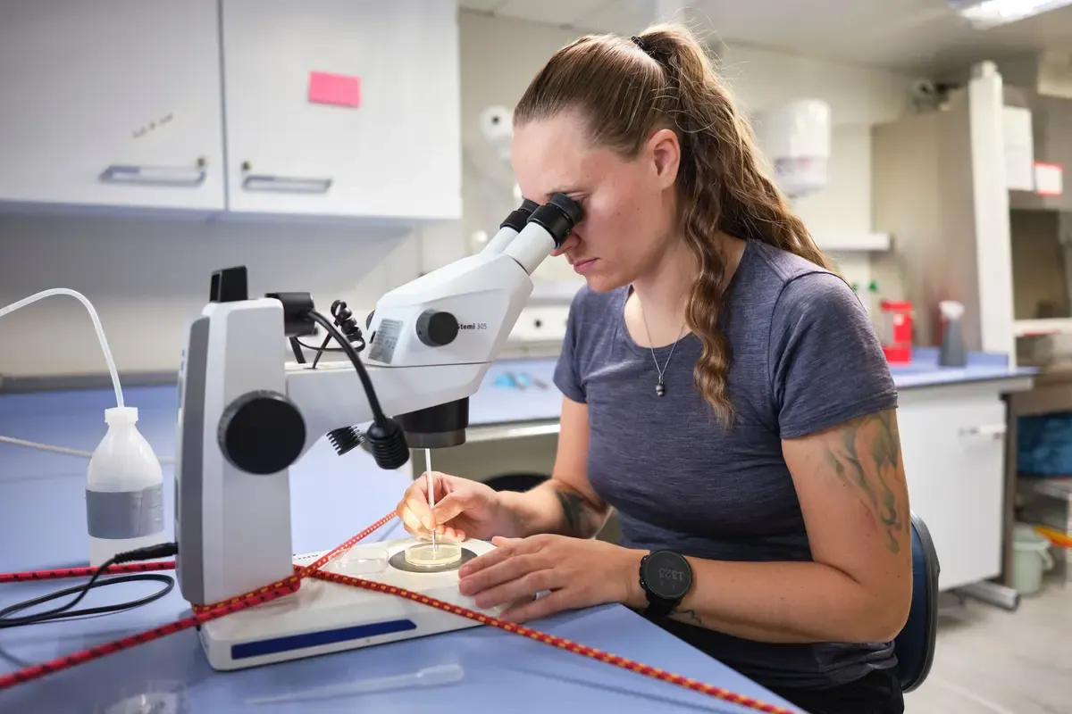 Die Geochemikerin Adele Westgard von der Arctic University of Norway in Tromsö pickt im Labor an Bord der «Kronprins Haakon» Foraminiferen, Einzeller mit Kalkschale, aus einer Planktonprobe.