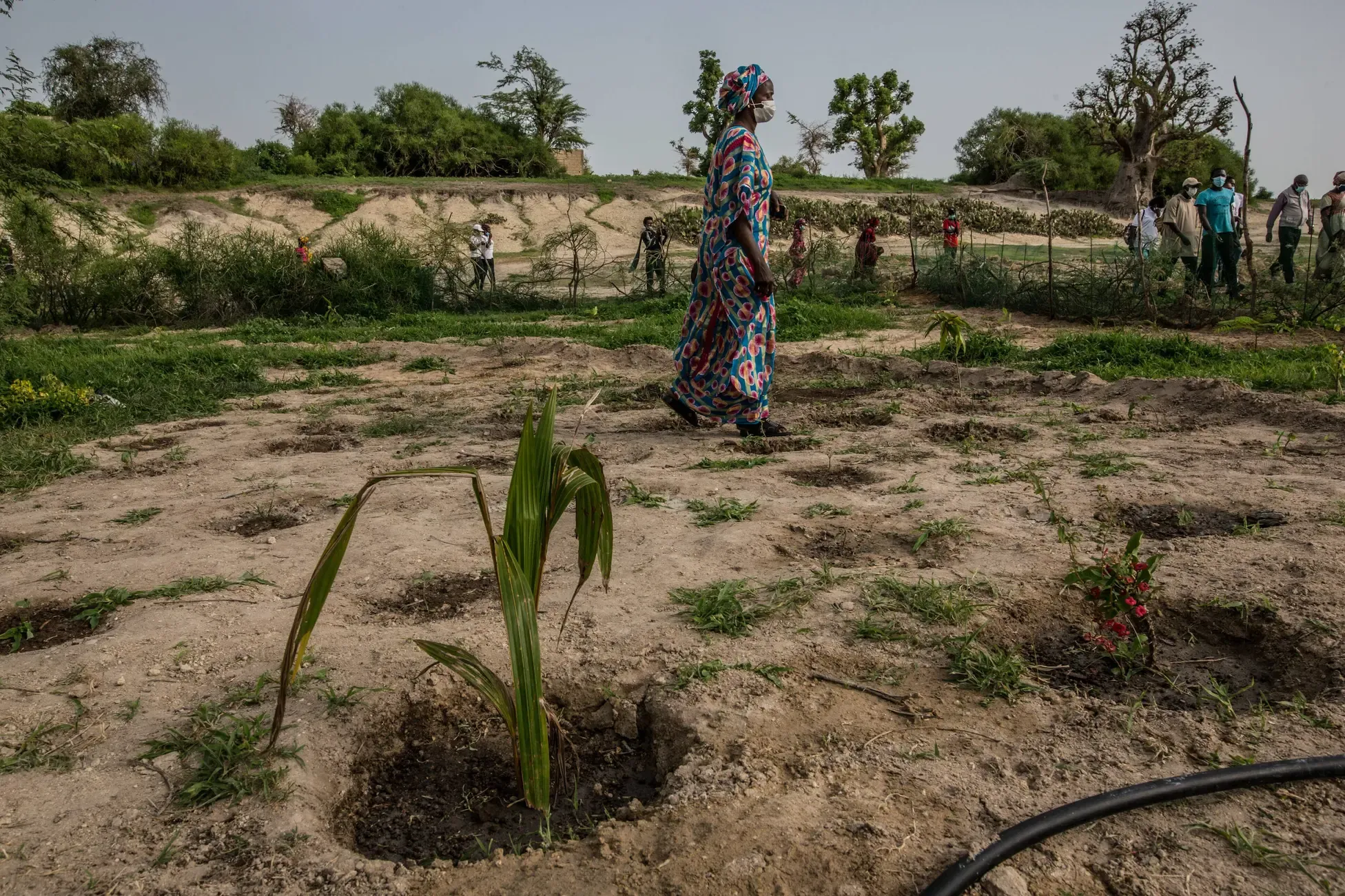 Senegal in Westafrika beteiligt sich an dem Aufforstungsprojekt Great Green Wall.
