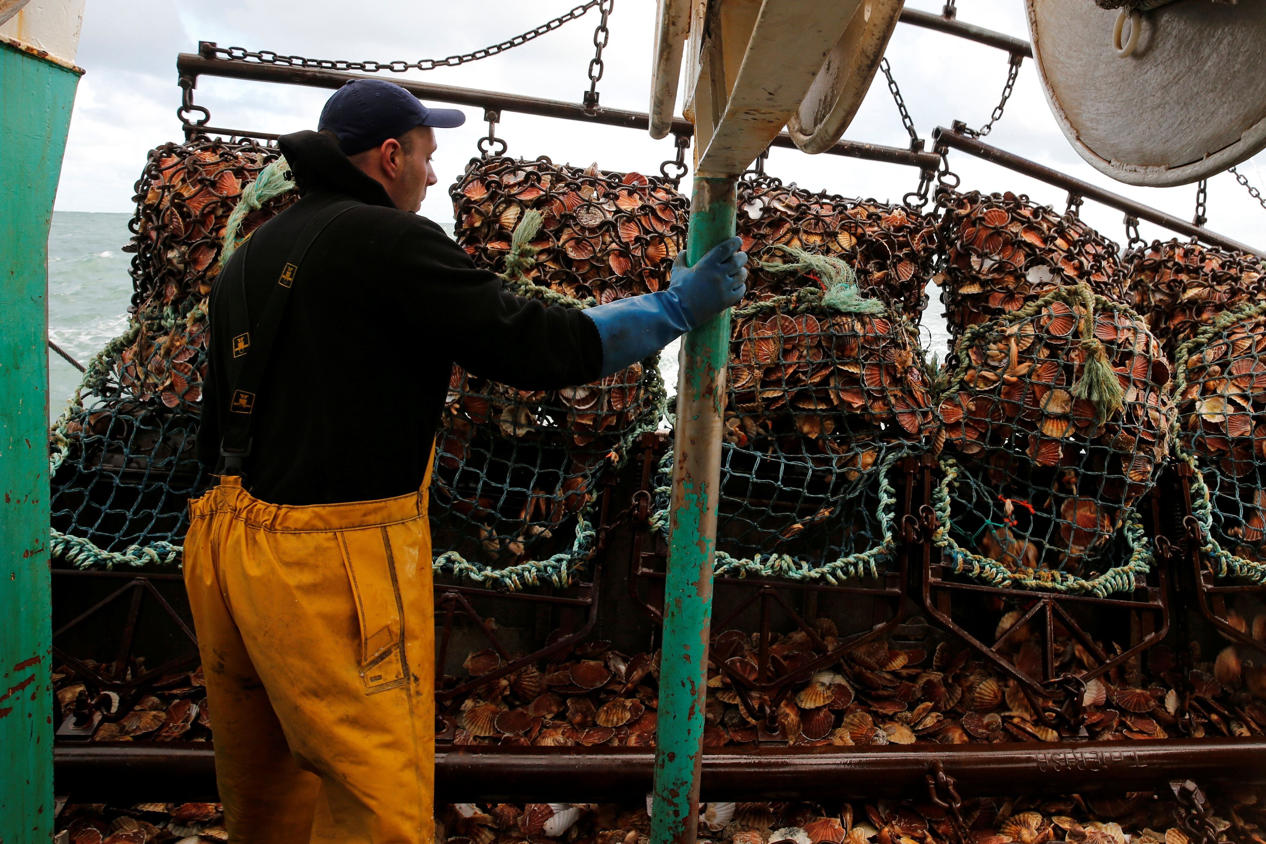 In der Seine-Bucht vor Frankreich öffnet ein Fischer eine Dredge voller Jakobsmuscheln.