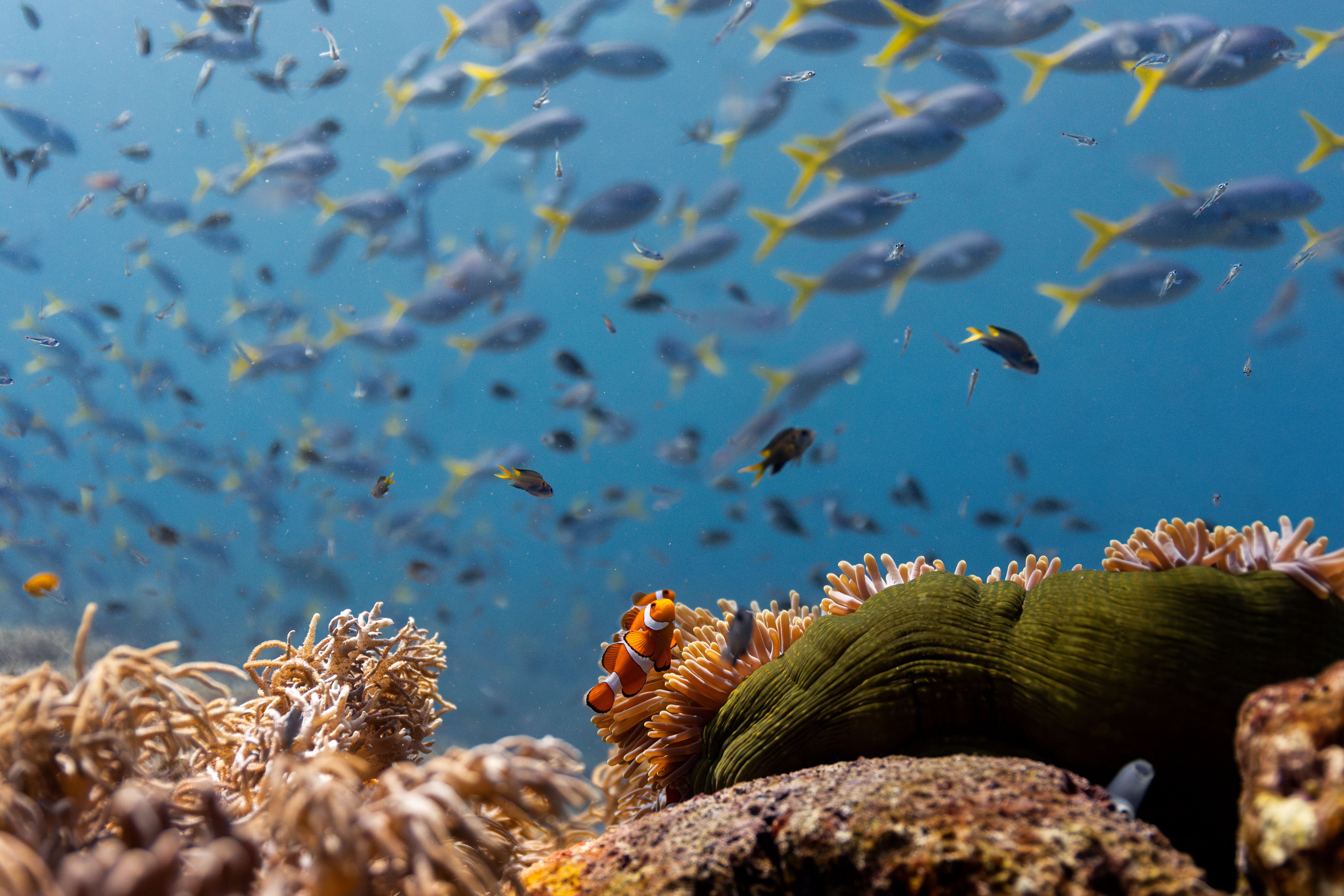 Meeresgebiet unter strengem Schutz: Wird die Natur sich selbst überlassen, blüht sie wieder auf.