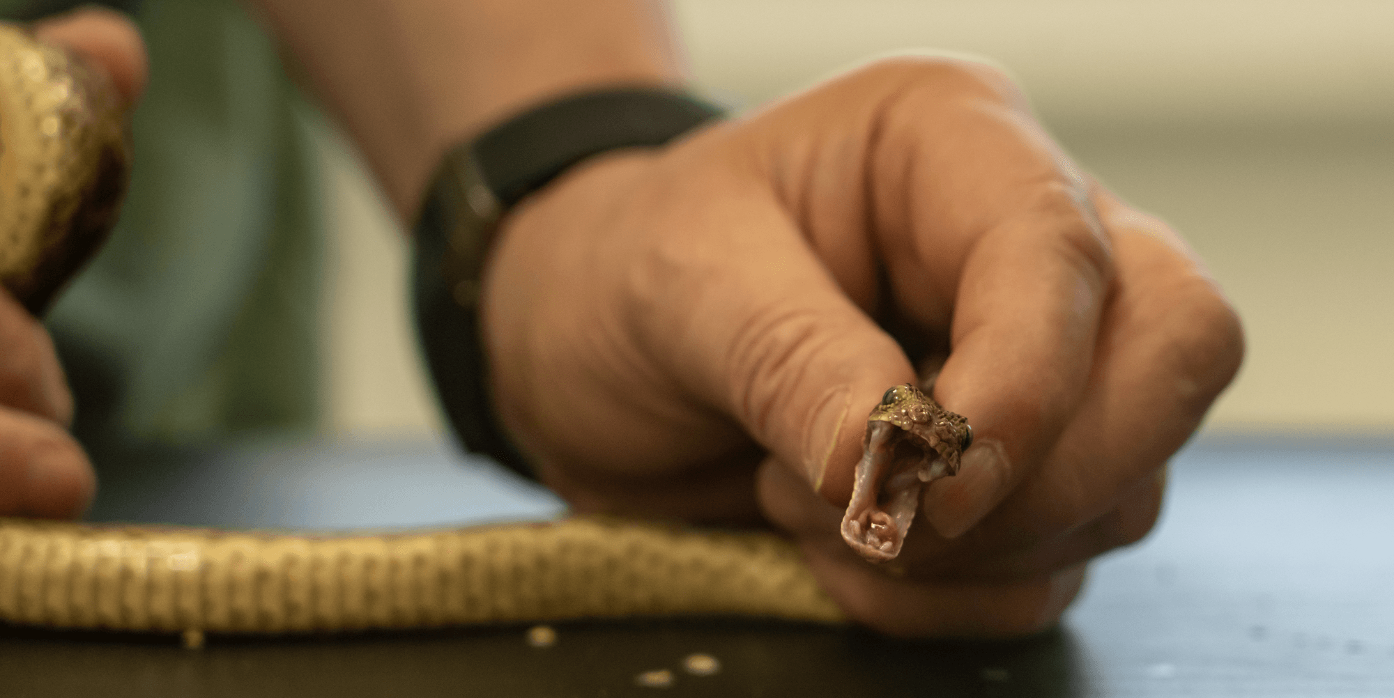 Die Sandrasselotter, eine der giftigsten Schlangen der Welt