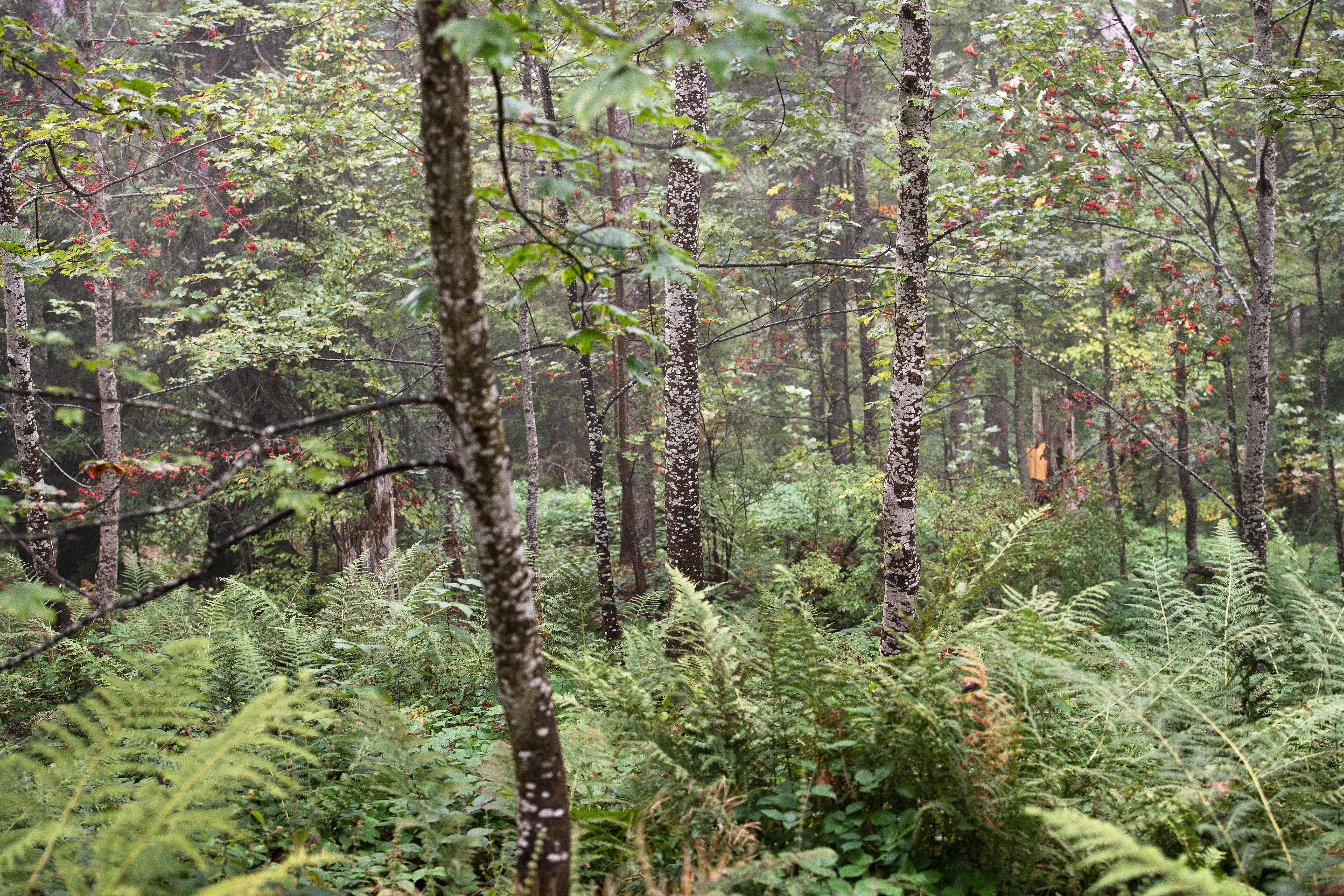 Bild: Karin Hofer / NZZ