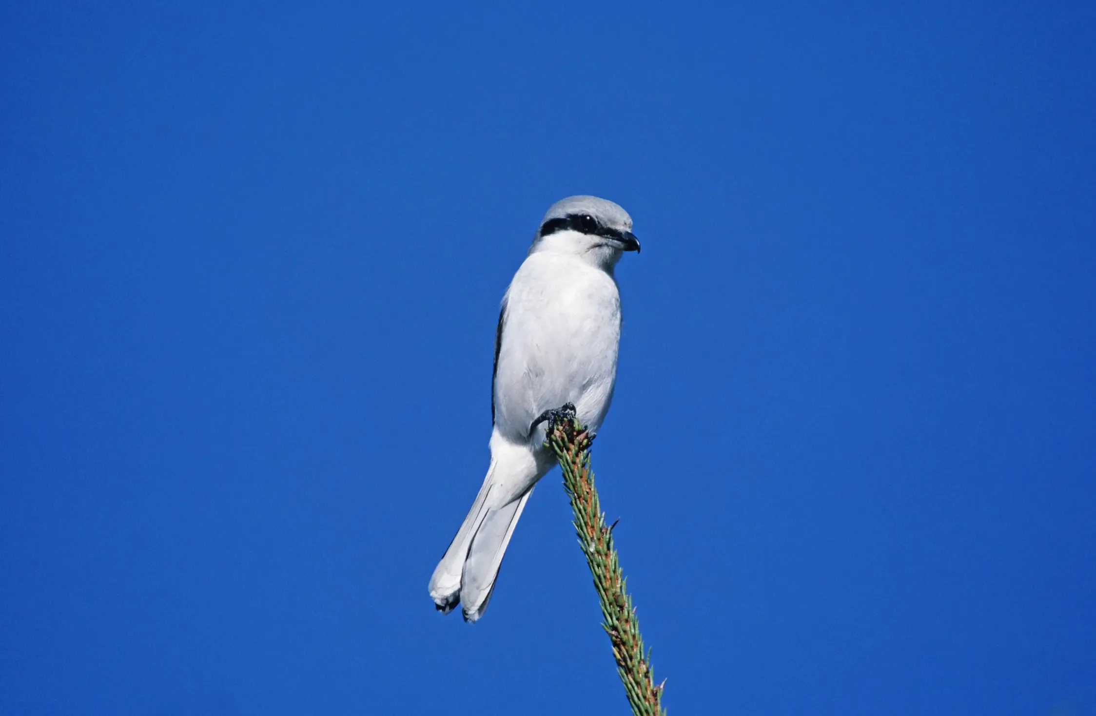 Ein Raubwürger sitzt auf einem Ast 