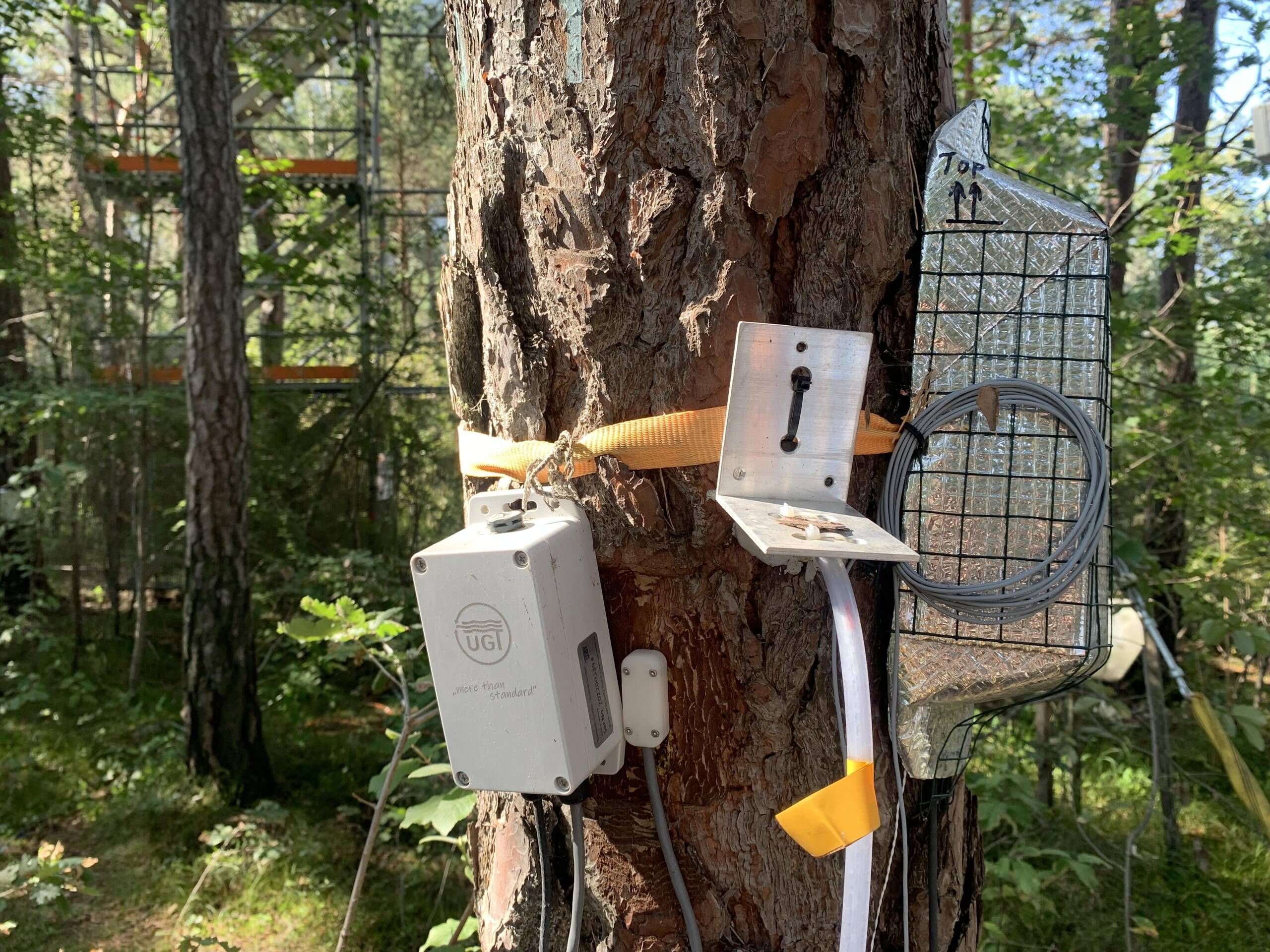 Un pin du bois de Finges est équipé d’instruments de mesure des isotopes de l’oxygène et de l’hydrogène dans l’eau du tronc, dans le cadre de l’expérience «VPDrought» du WSL.