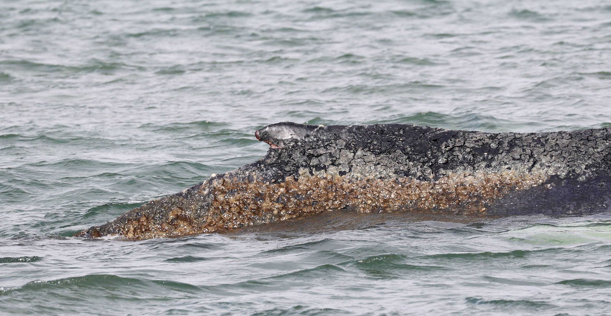 Die Haut des Wals in der Ostsee ist sichtbar geschädigt.