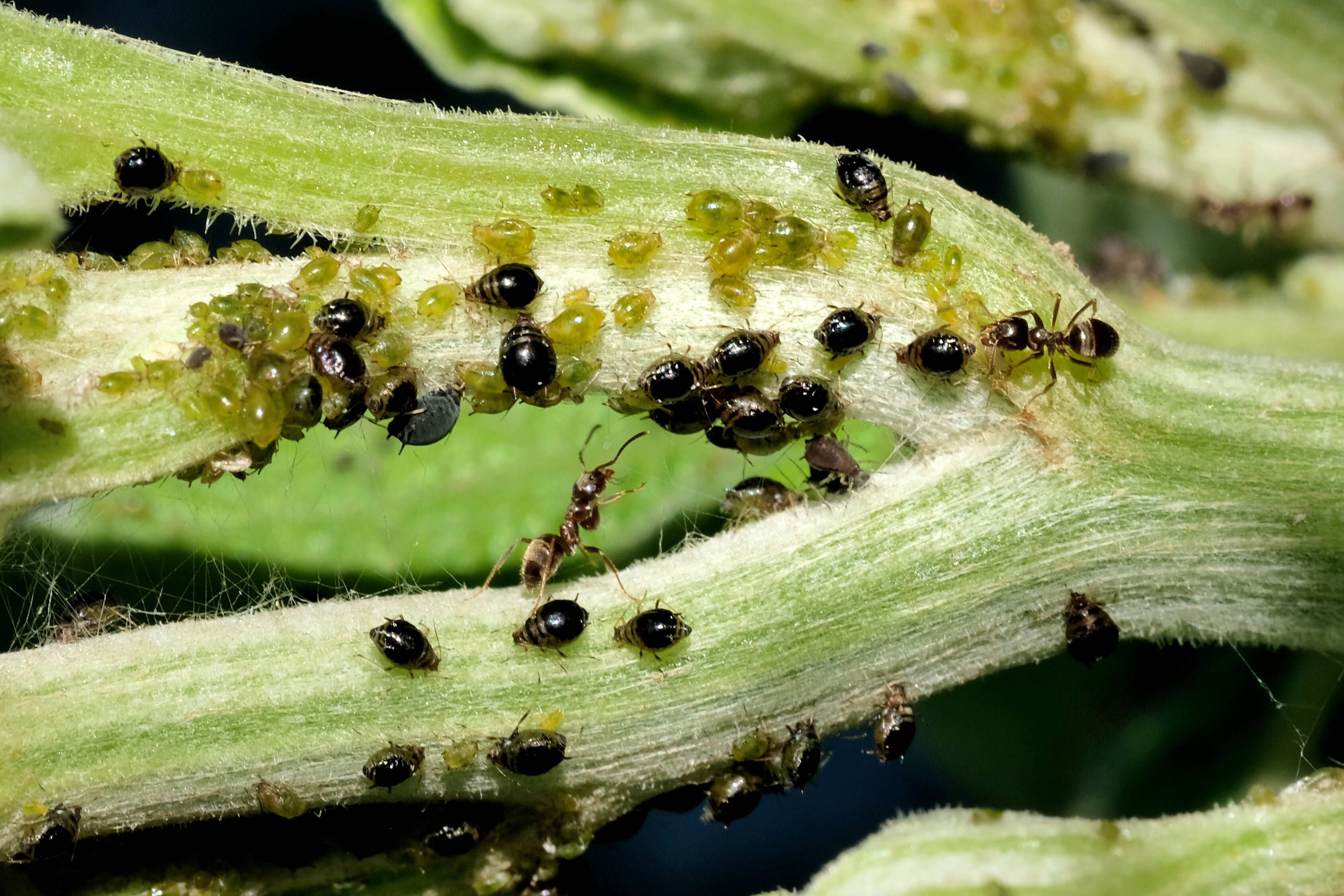 Vorteilhafte Beziehung: Der Honigtau der Blattläuse lockt Ameisen an, sie melken diese und verteidigen sie gegen ihre Fressfeinde.