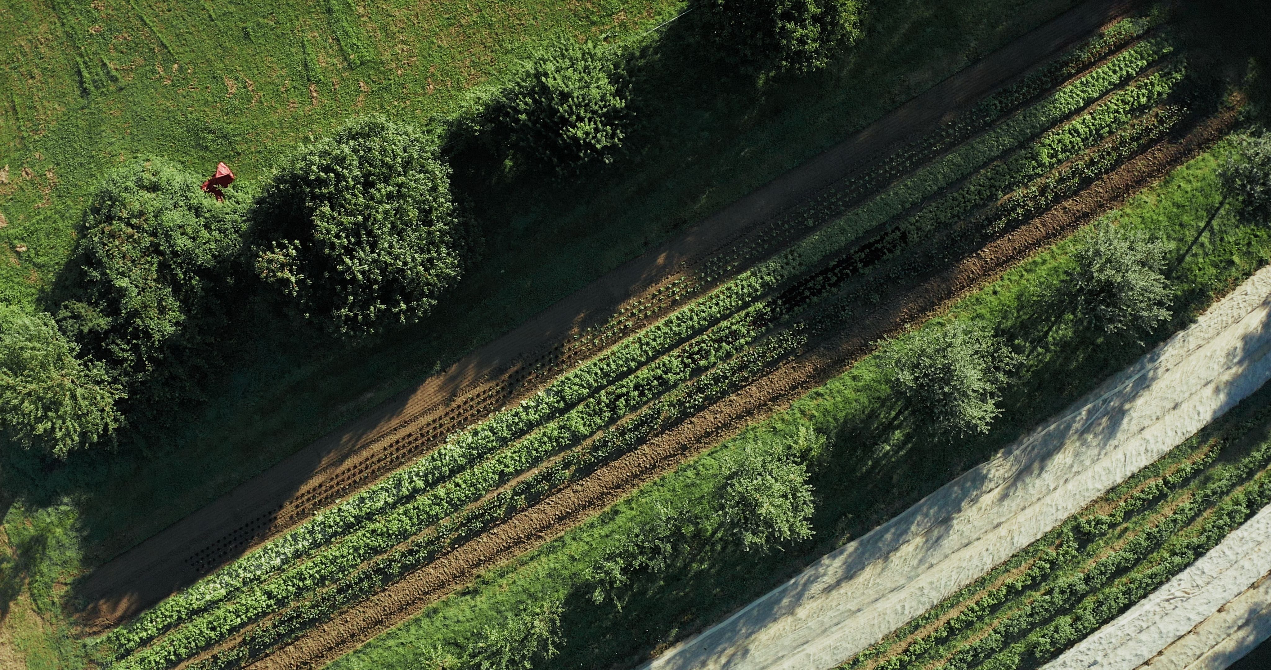 Agroforst gilt als ein zukunftsfähiges Anbausystem: Die Bäume verbessern unter anderem die Wasserspeicherfähigkeit im Boden und brechen den Wind.