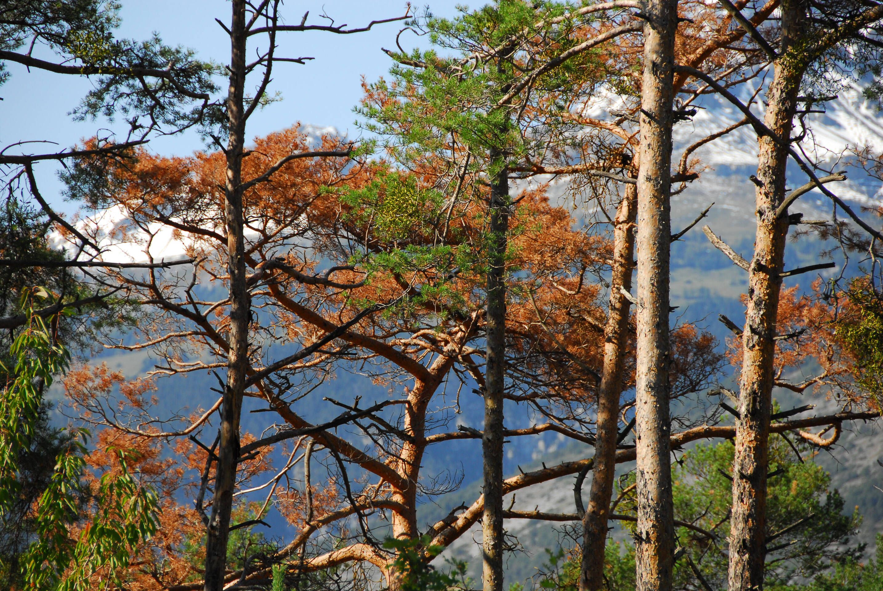 Des pins en déclin dans la forêt de Finges après un épisode de sécheresse.