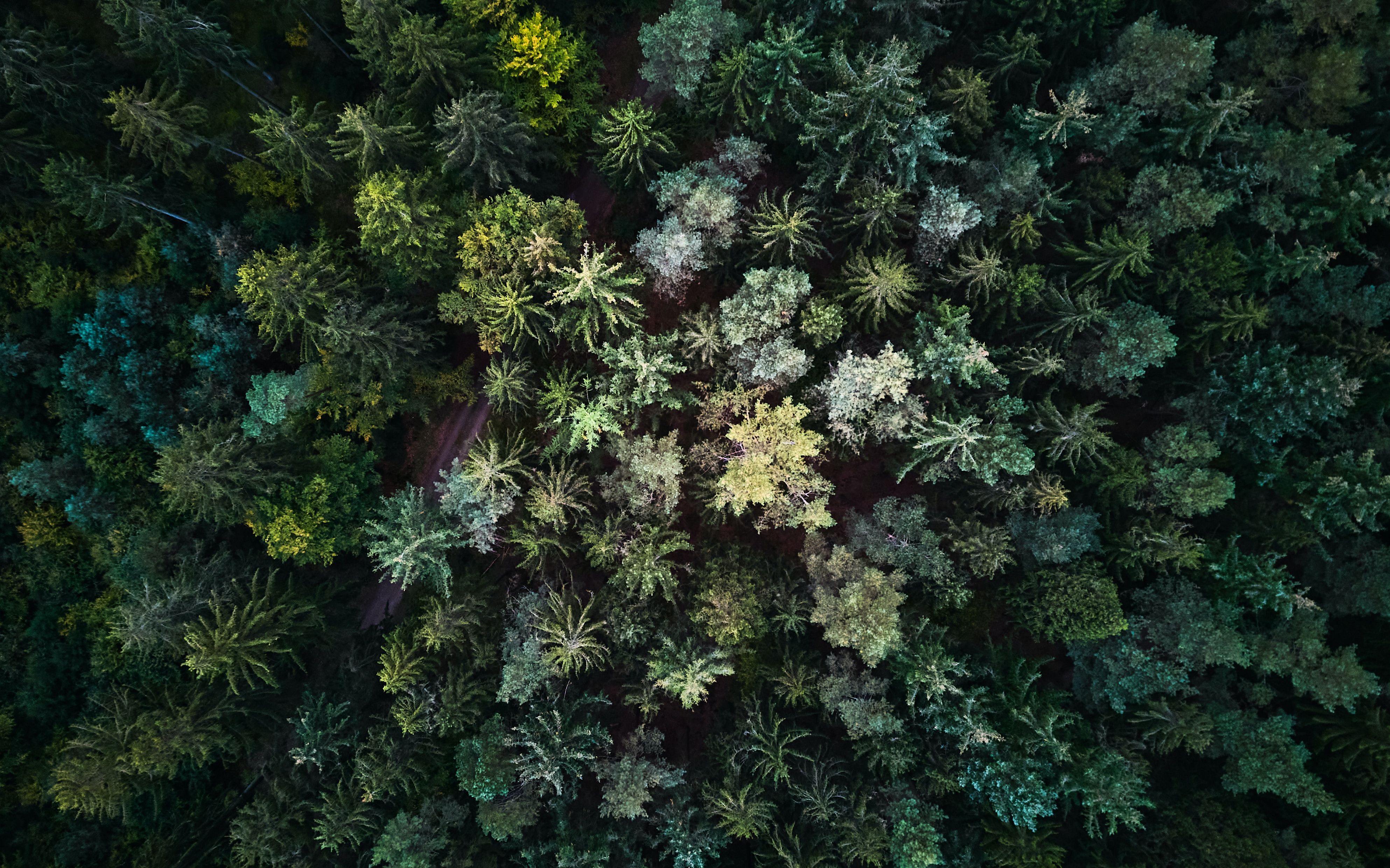 Drohnenaufnahme Wald