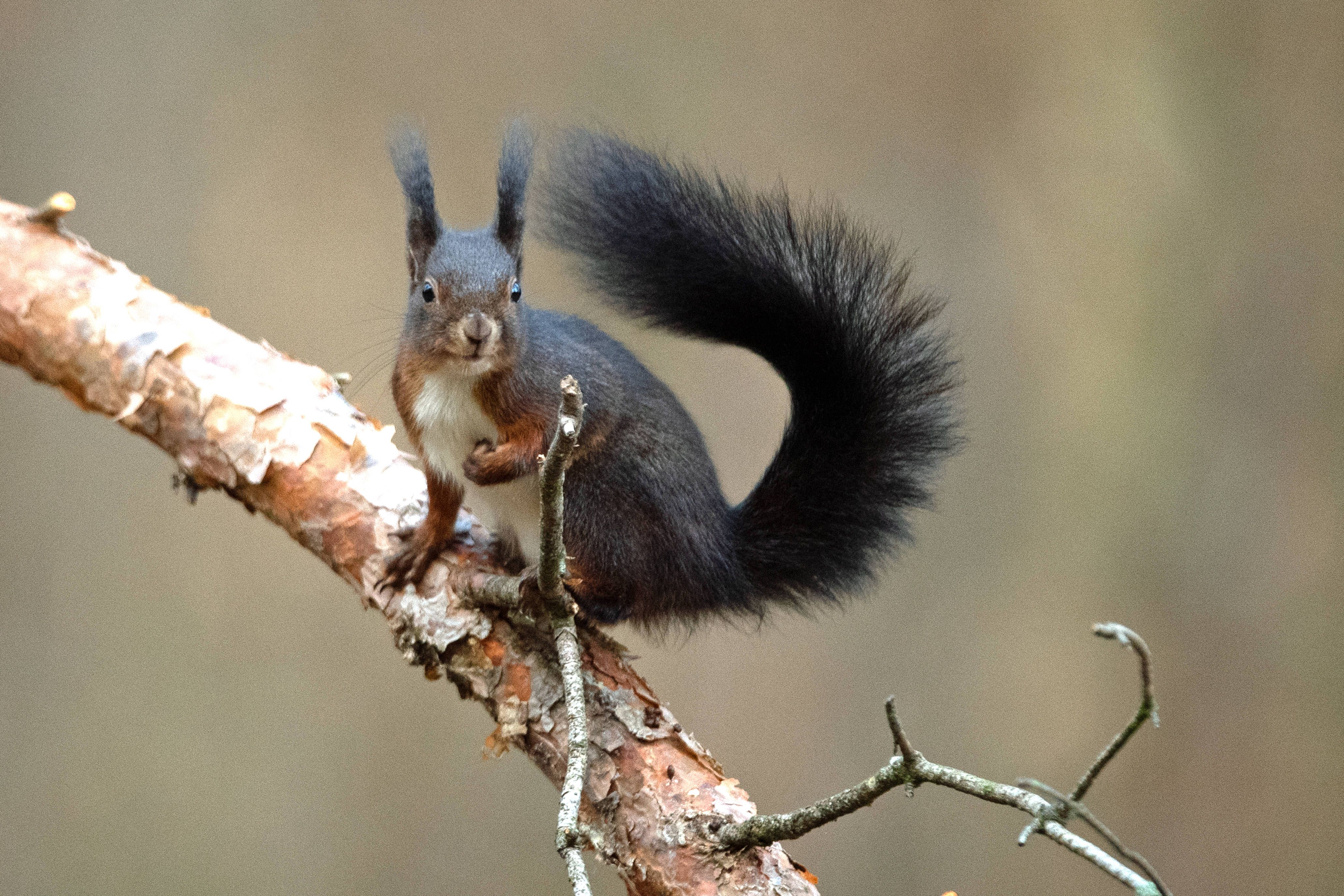 Ein schwarzes Eichhörnchen mit weisser Brust sitzt auf einem Ast