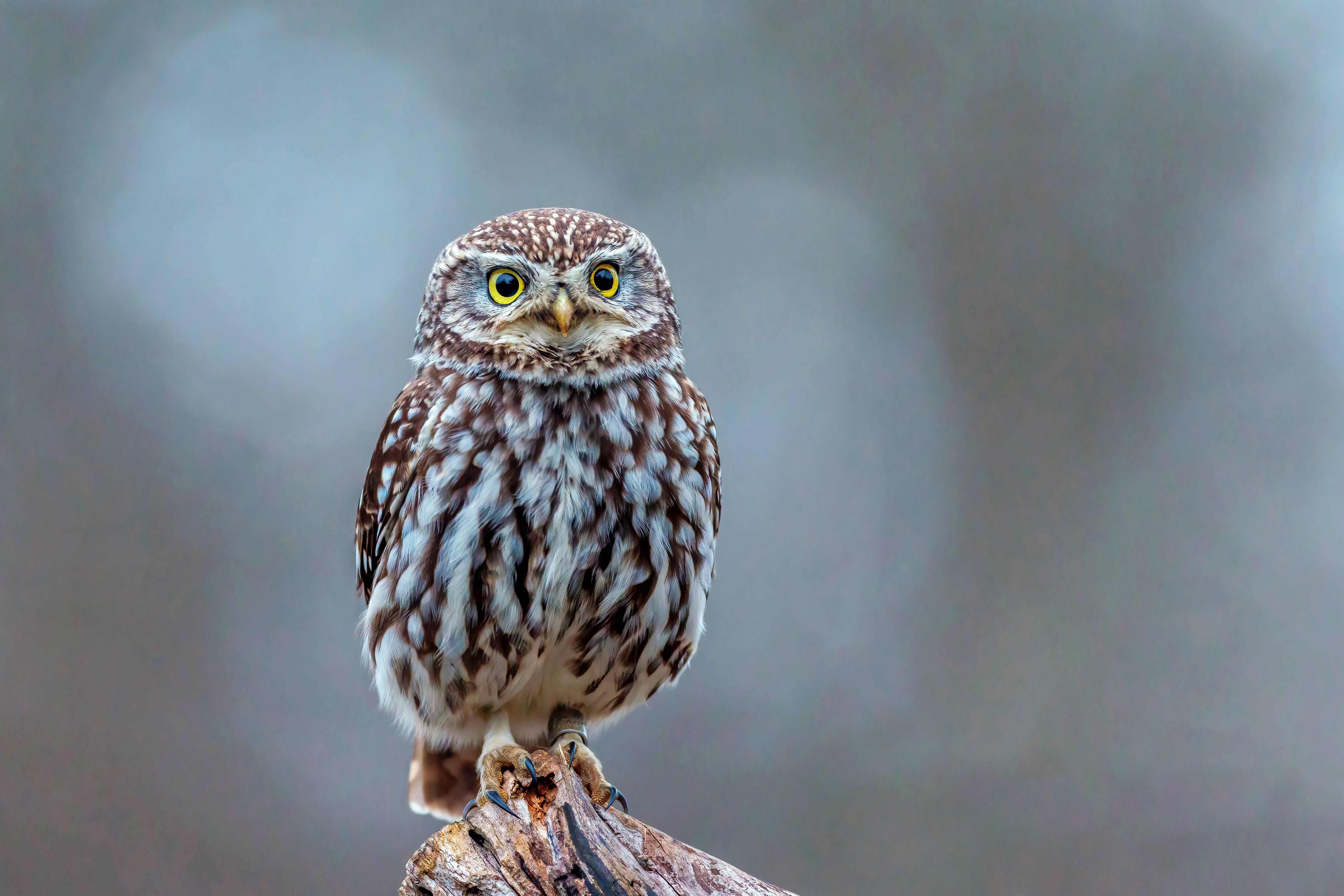 Ein vorsichtiges Comeback: Schutz- und Förderprojekte bringen den Steinkauz zurück in einzelne Gebiete – ein kleiner Lichtblick in der Artenkrise.