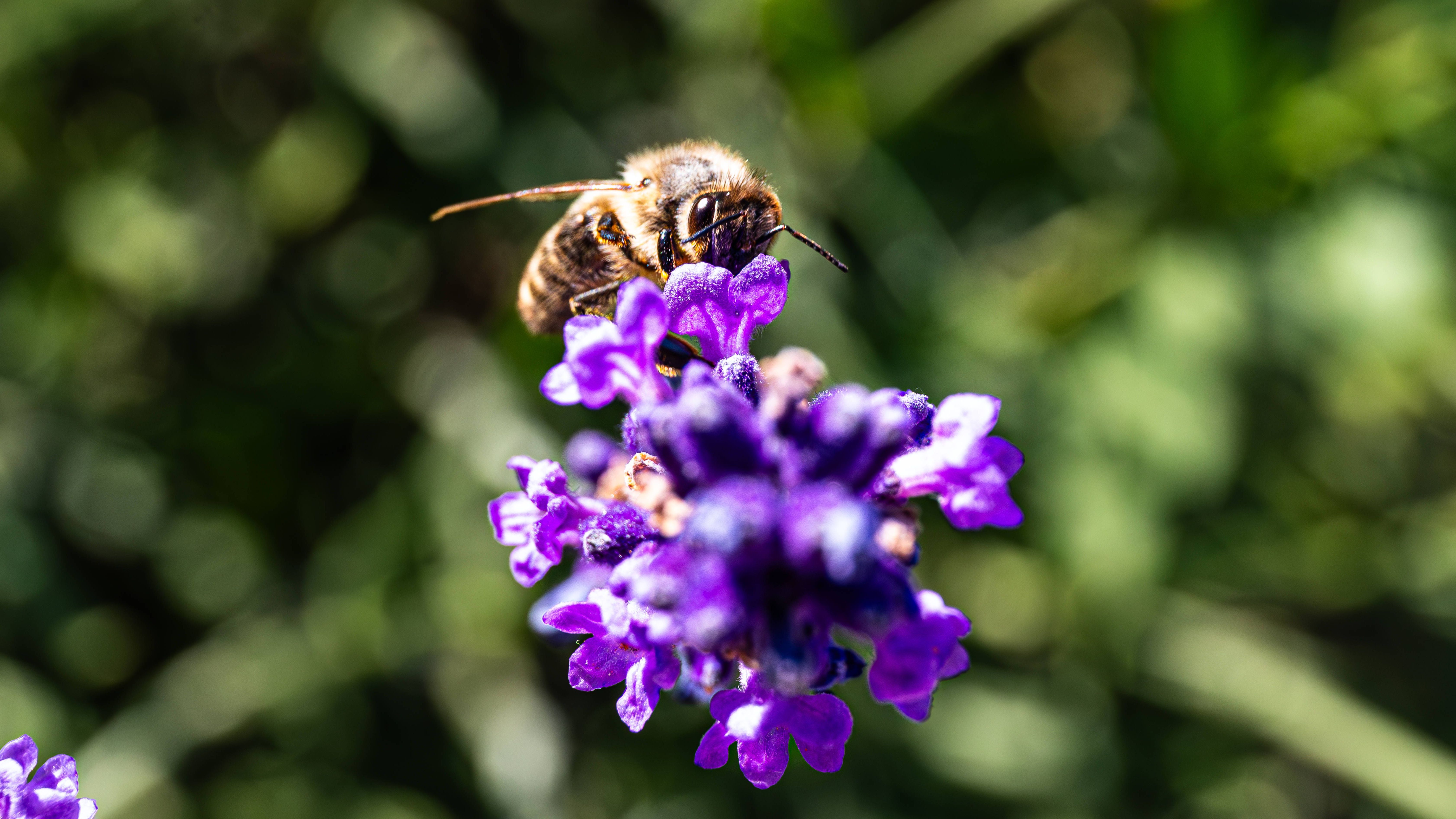 Un'ape cerca il nettare in un fiore viola