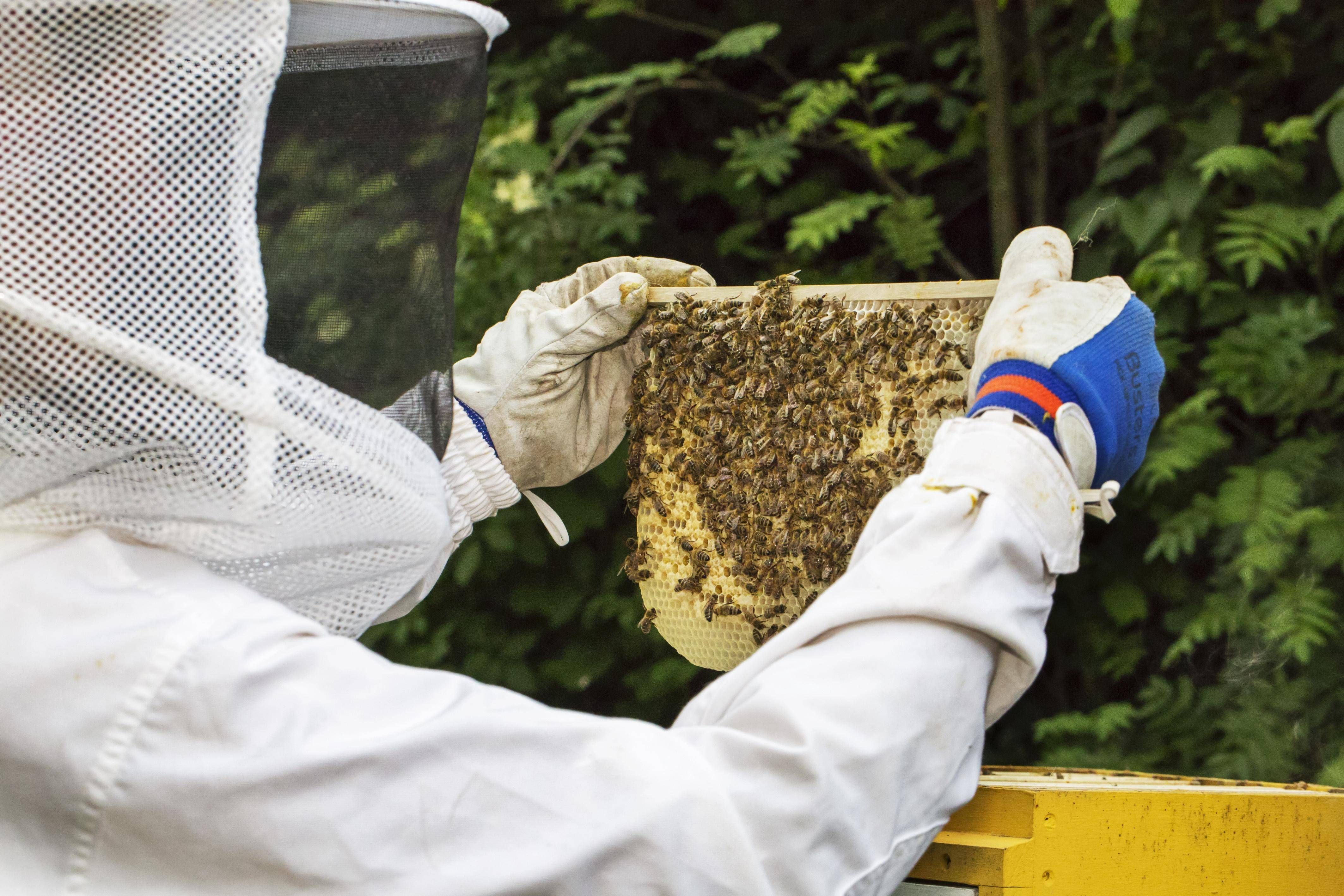 Die Zahl der Imker in der Schweiz ist rückläufig. Bild: Imago