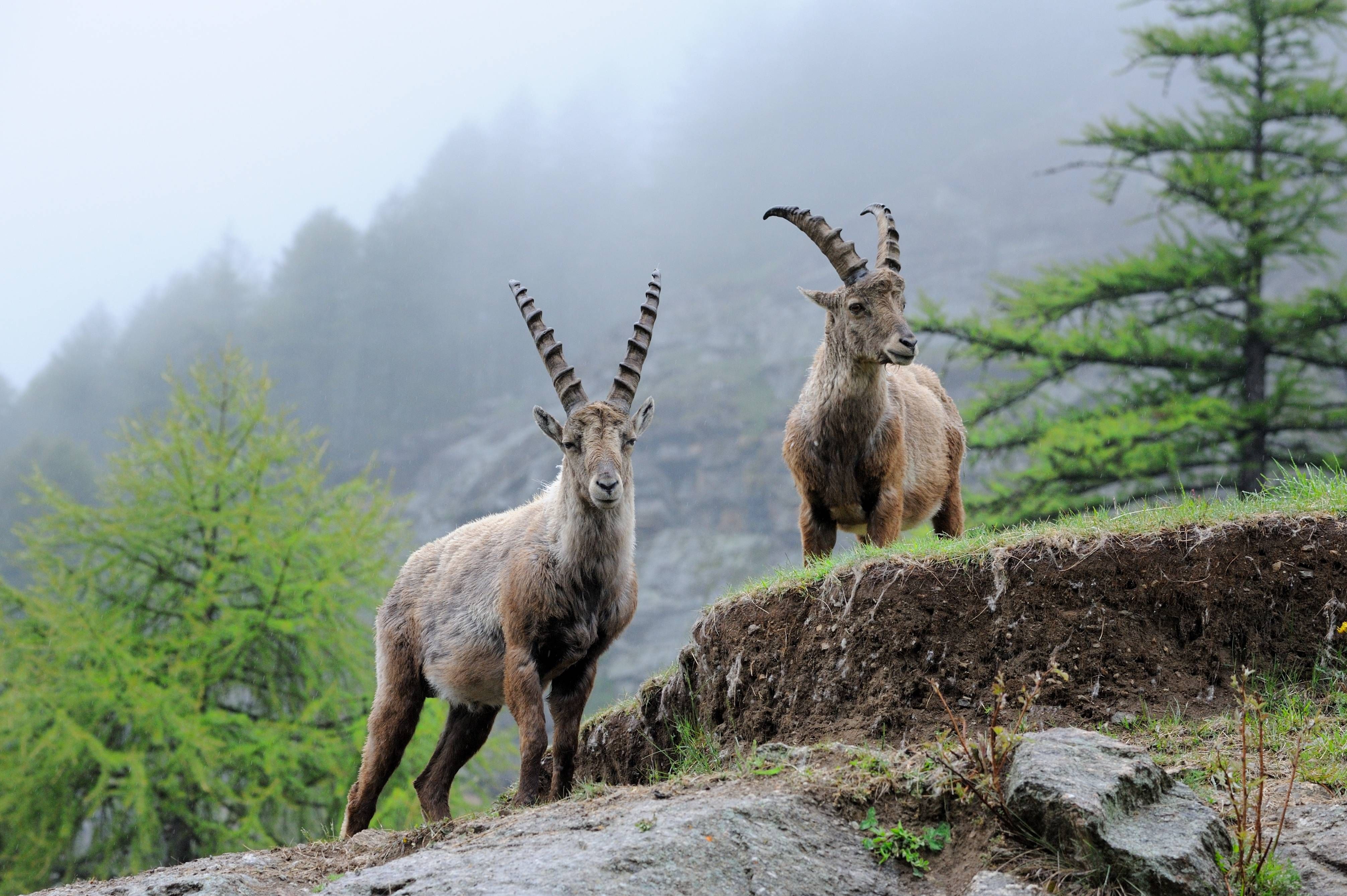 Zwei Steinböcke stehen auf einer Wiese