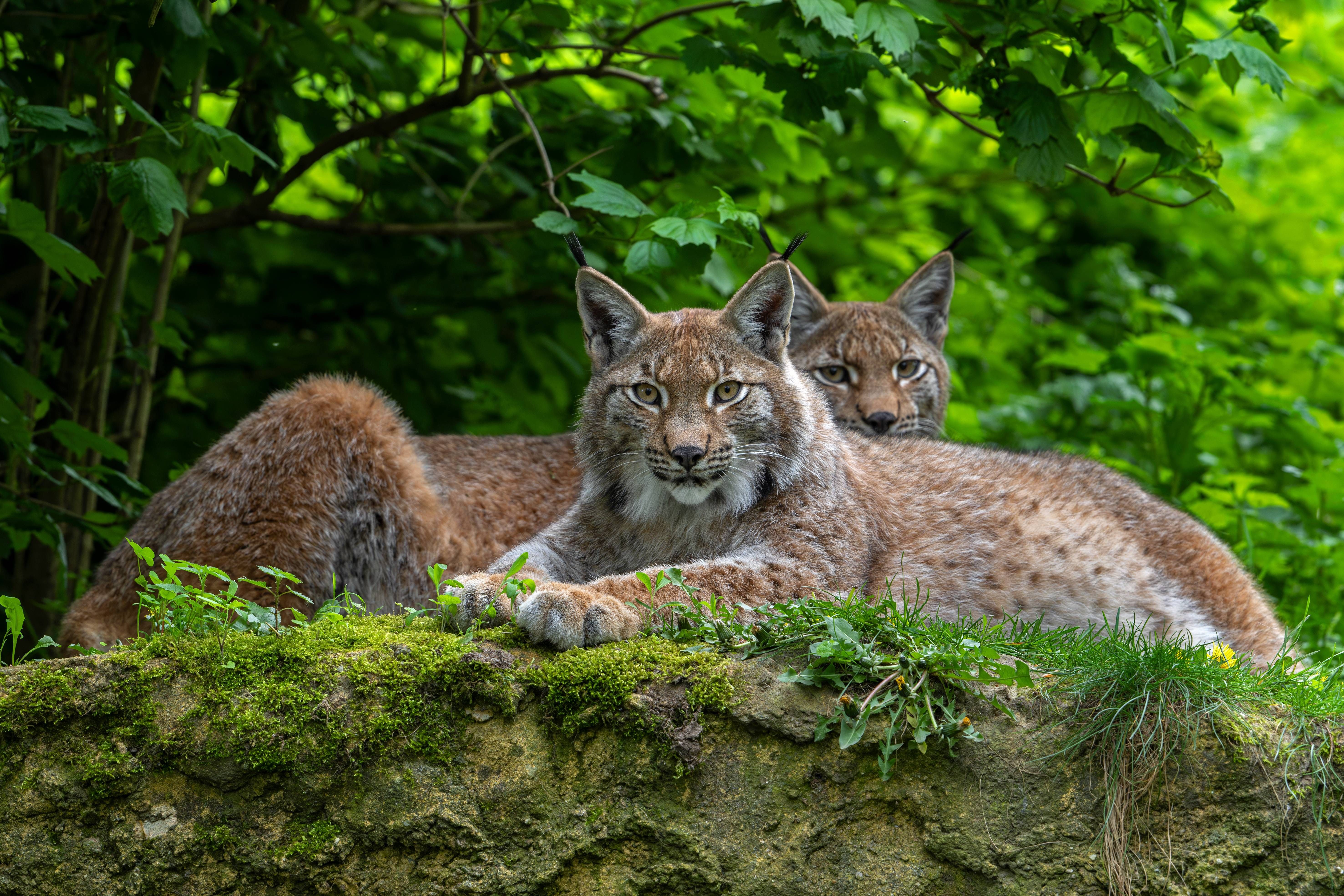 Erfolg mit Risiko: Der Luchs ist wieder da – doch voneinander getrennte Bestände erschweren eine stabile Zukunft.