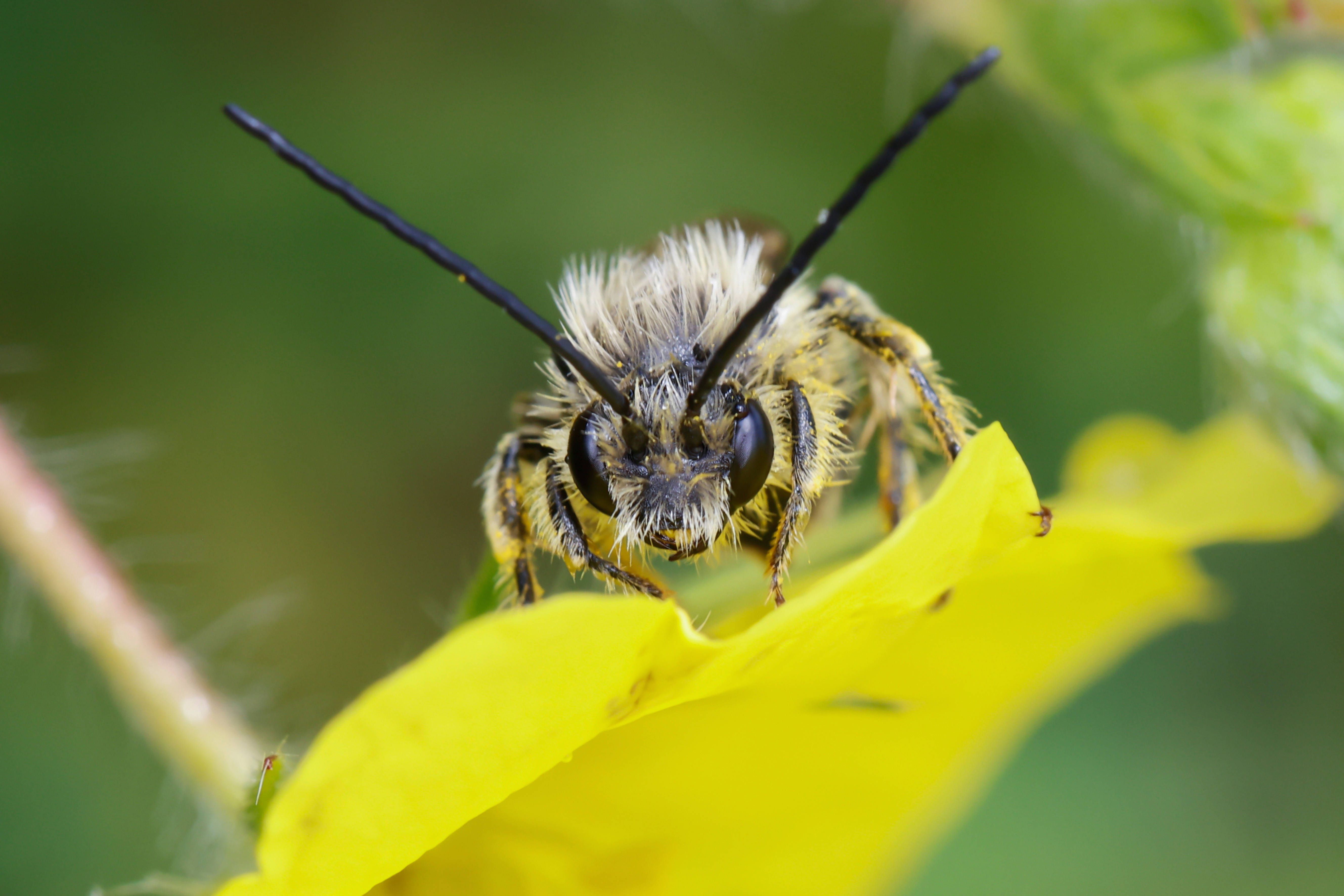 Bild einer Langhornbiene auf einer gelben Blüte