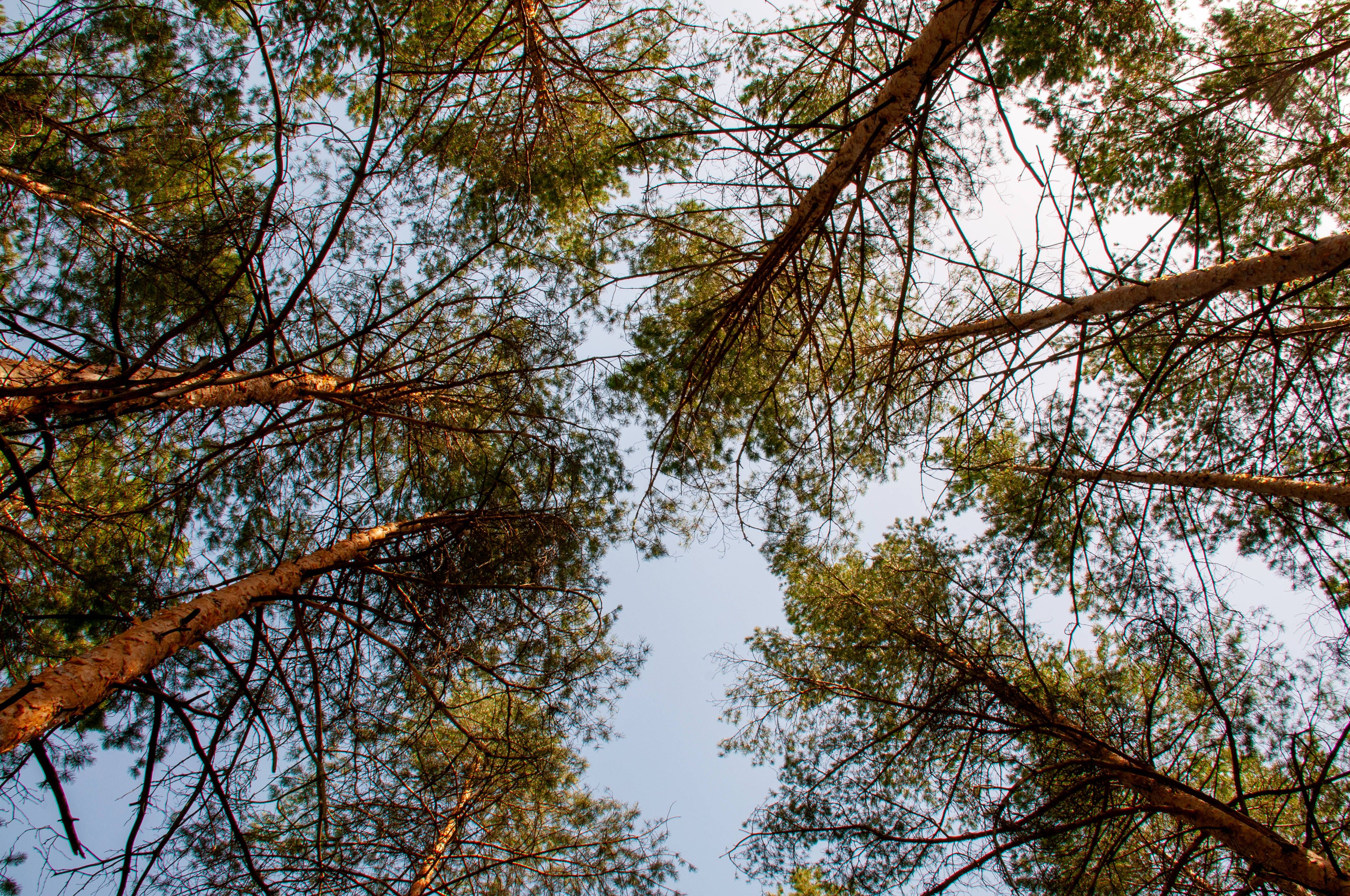 Kiefern in einem Wald