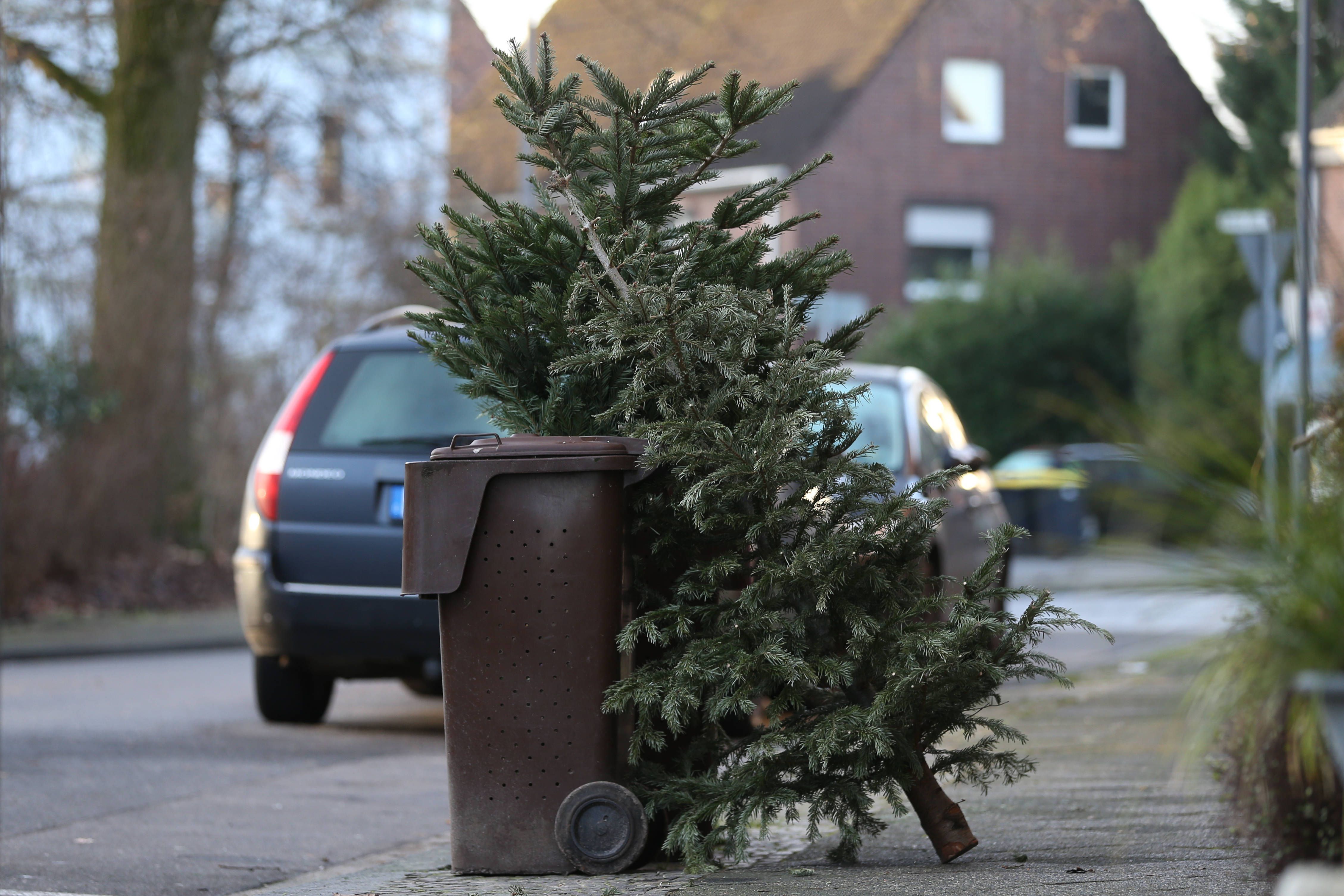 Das Schicksal vieler Weihnachtsbäume: Sie landen nach den Festtagen auf der Strasse und werden entsorgt.