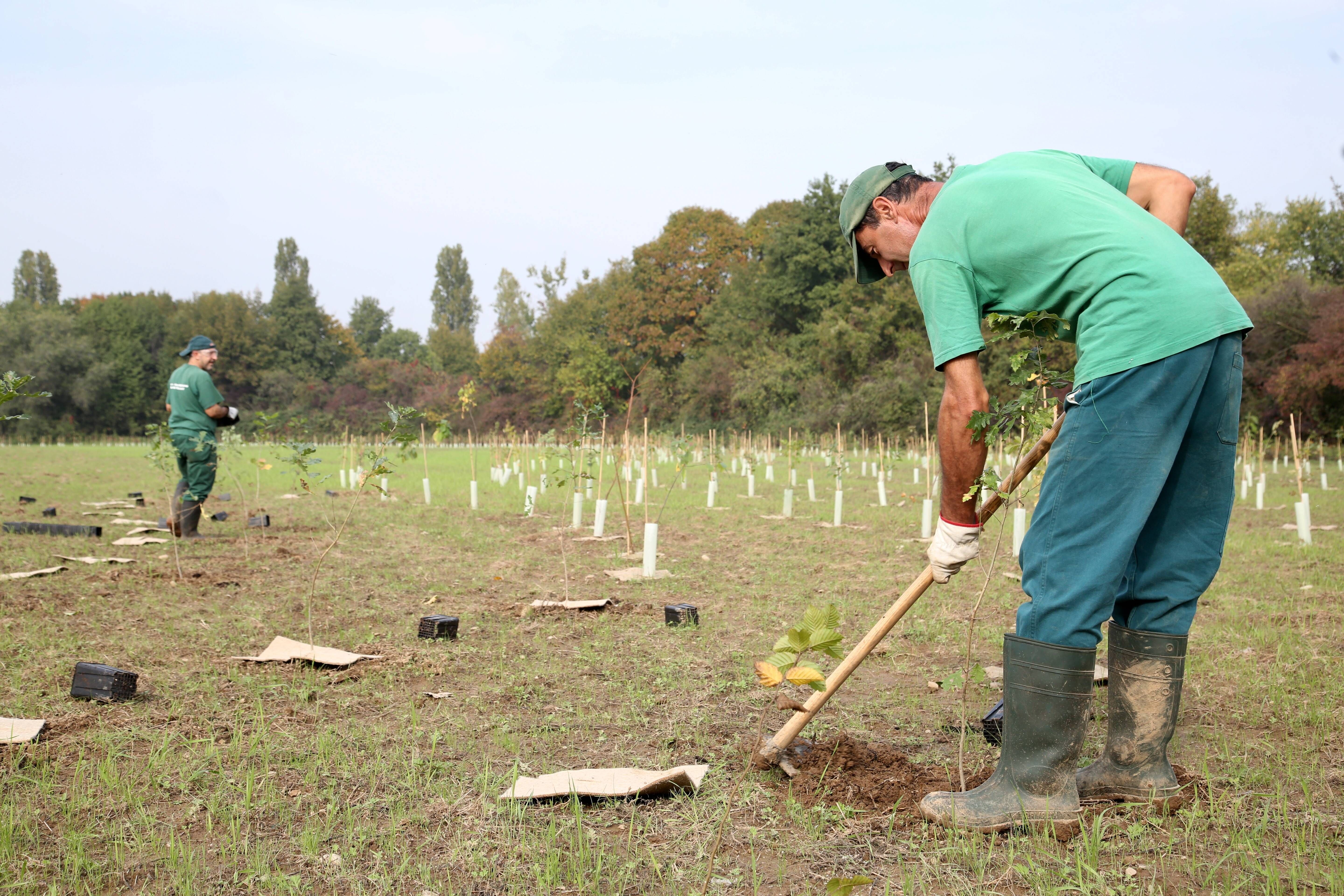 Auch Mailand pflanzt mit: Bis 2030 soll die Metropole um drei Millionen Bäume reicher sein.