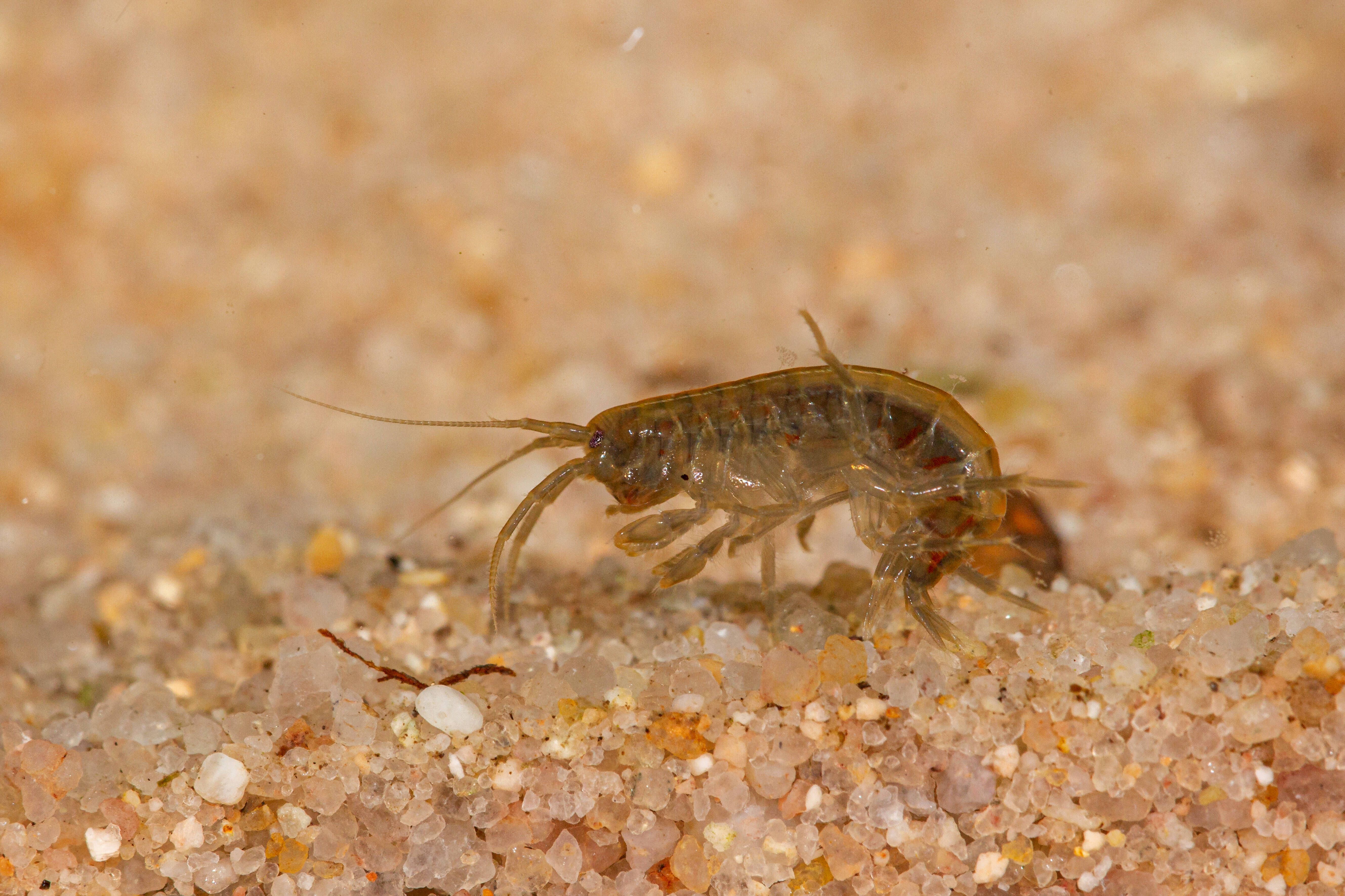 Winziger Bachbewohner mit grosser Wirkung: Wo Pestizide und Belastungen zunehmen, verschwindet ein wichtiger Helfer für saubere Gewässer.