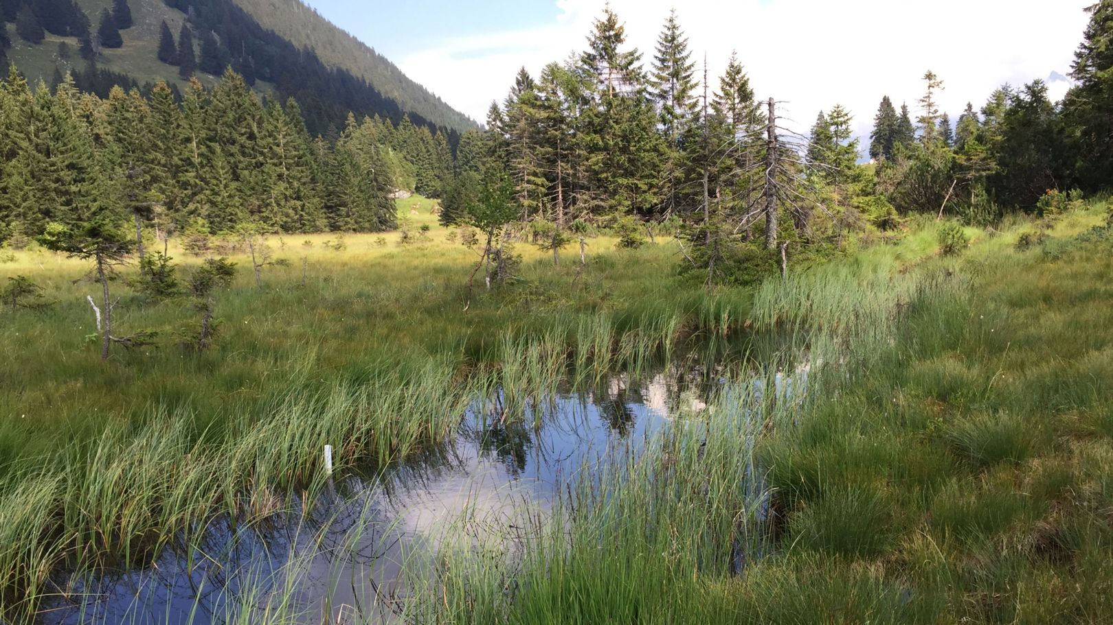 Das Hochmoor im Glarner Schwändital wurde renaturiert.