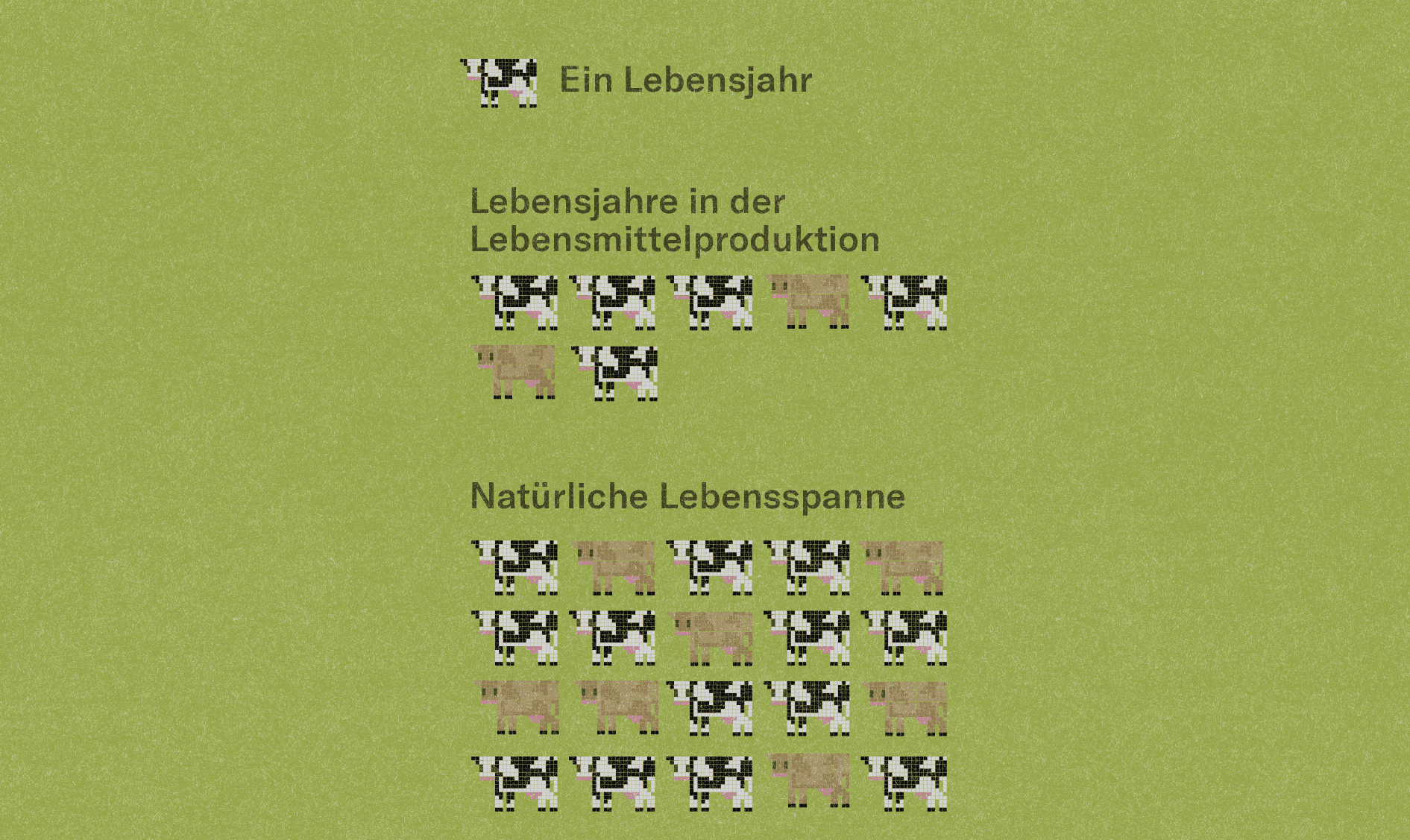 Illustration zur Lebensdauer von Milchkühen