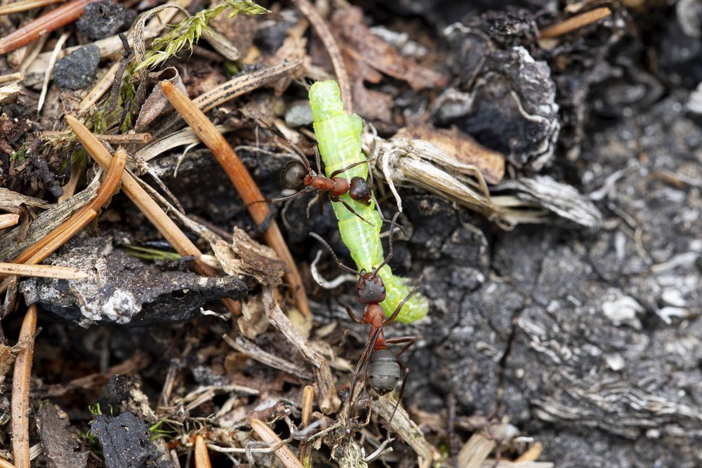 Meister der Kooperation: Blutrote Raubameisen (Formica sanguinea) transportieren eine Raupe als Beute ab.