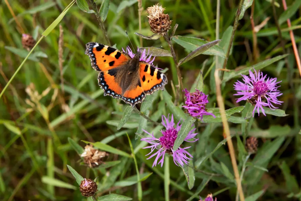 Das Hochmoor Les Ponts-de-Martel ist renaturiert – hier wurde das Gesetz vollzogen.