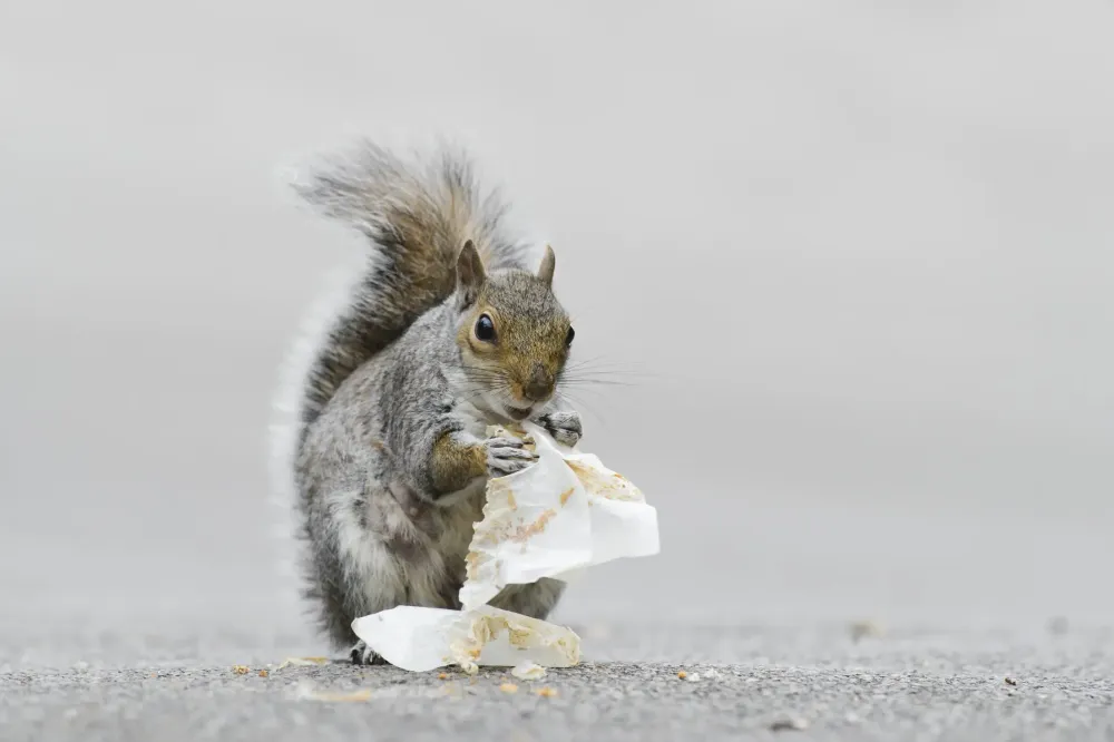 ein Grauhörnchen im Regent’s Park in London.