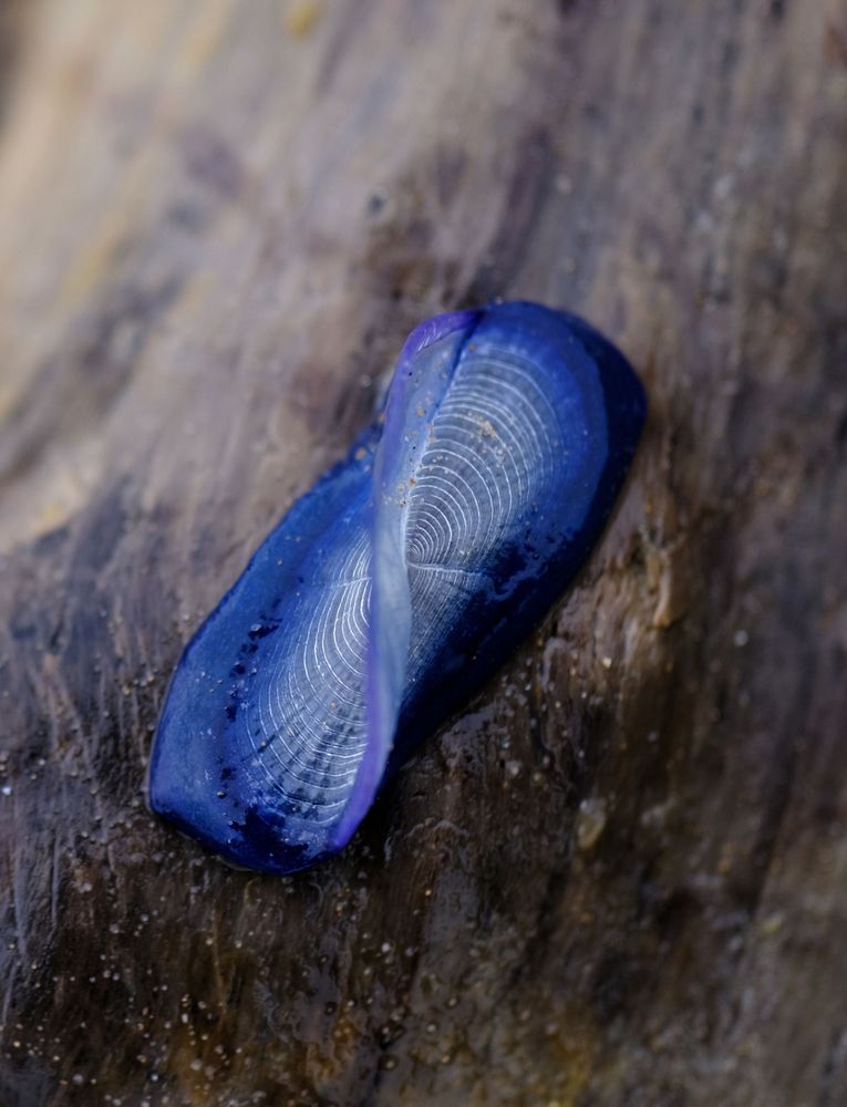 Elliptisches Floss mit Segel: Die Präsenz der Segelqualle ist ein Indikator für klimatische Veränderungen.