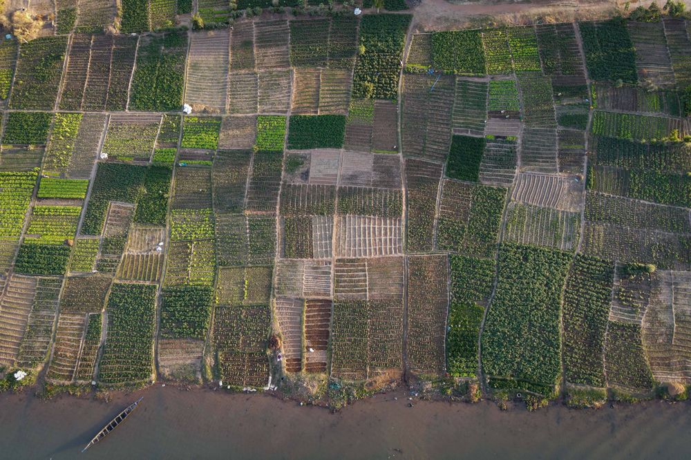 Gemüsegärten entlang des Nigerufers in Ségou, Mali.