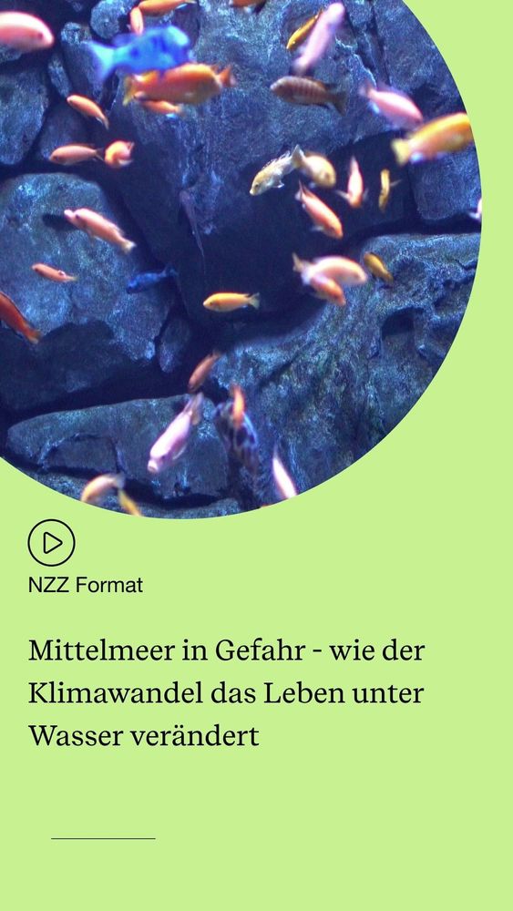 Mittelmeer in Gefahr - wie der Klimawandel das Leben unter Wasser verandert
