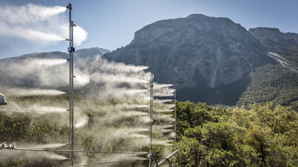 L’expérience «VPDrought» du WSL dans le bois de Finges vise à manipuler l’humidité de l’air pour étudier l’effet de la sécheresse.