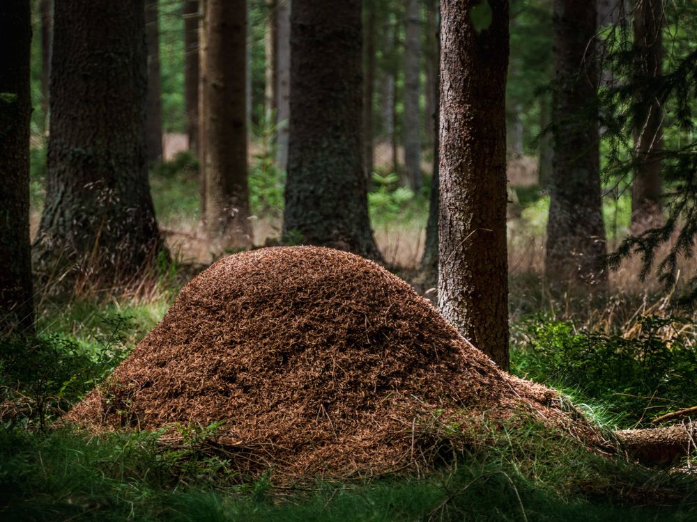 «Wie ein Schweizer Sackmesser»: Im Ausbringen von Ameisenhaufen auf Plantagen sehen Forscher viel Potenzial – und wenig Risiken.