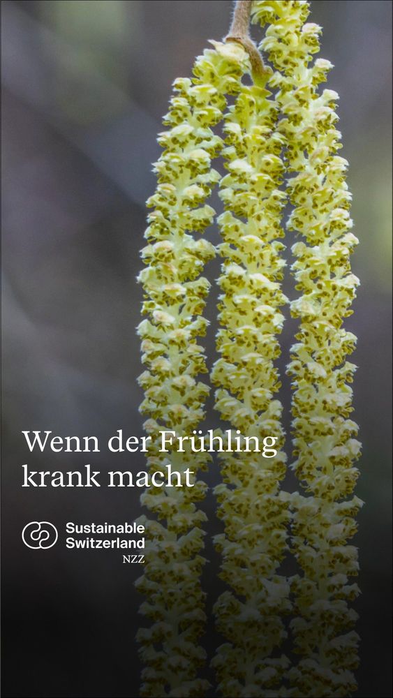 Wenn der Frithling «=» = ne Pa 4 Or krank eeu ; rat Sustainable  Switzerland INVA