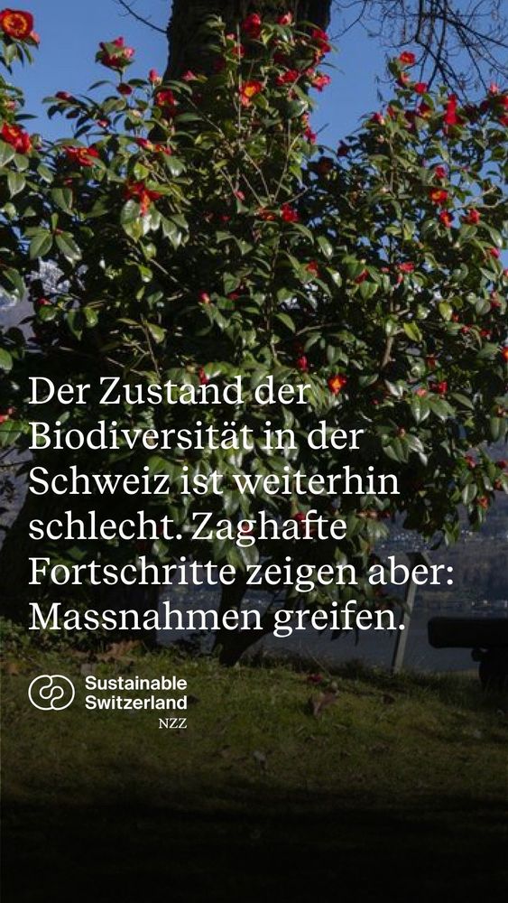 ae Aerebanen i mi Fortschritté Seay A ie  . Massnahmen face, oer  top oa Switzerland  NZZ