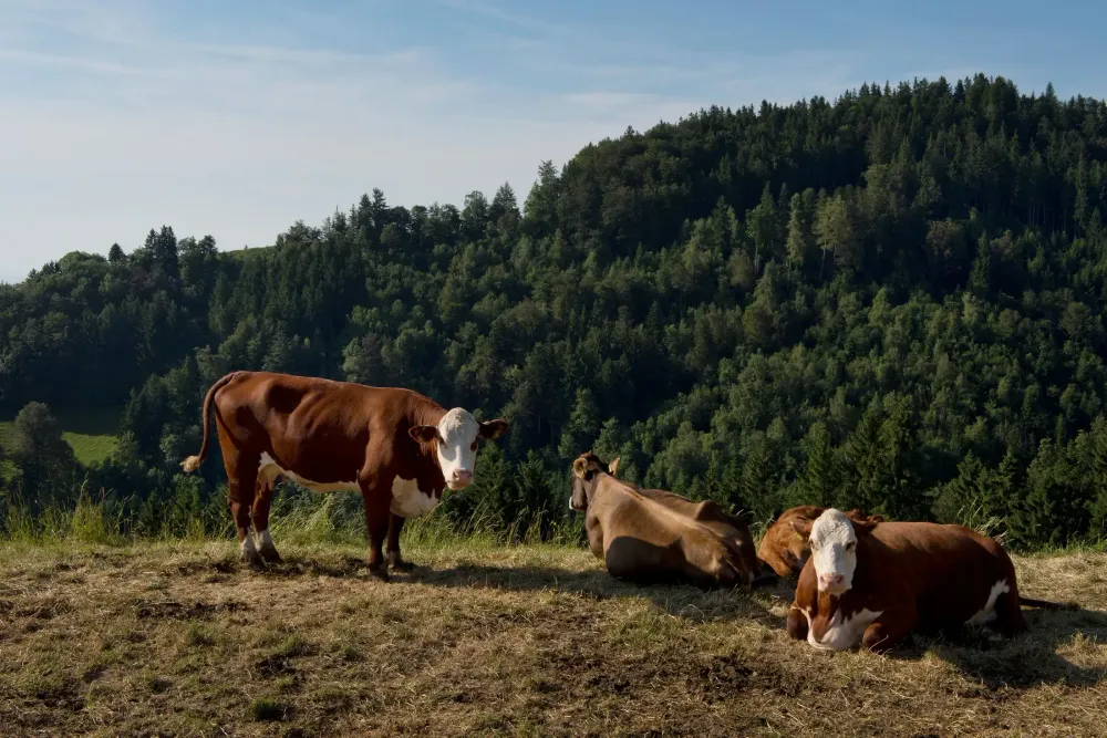Kühe grasen auf einer Weide