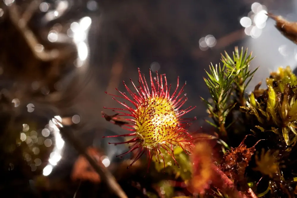 Foto einer fleischfressenden Rundblättrigen Sonnentau