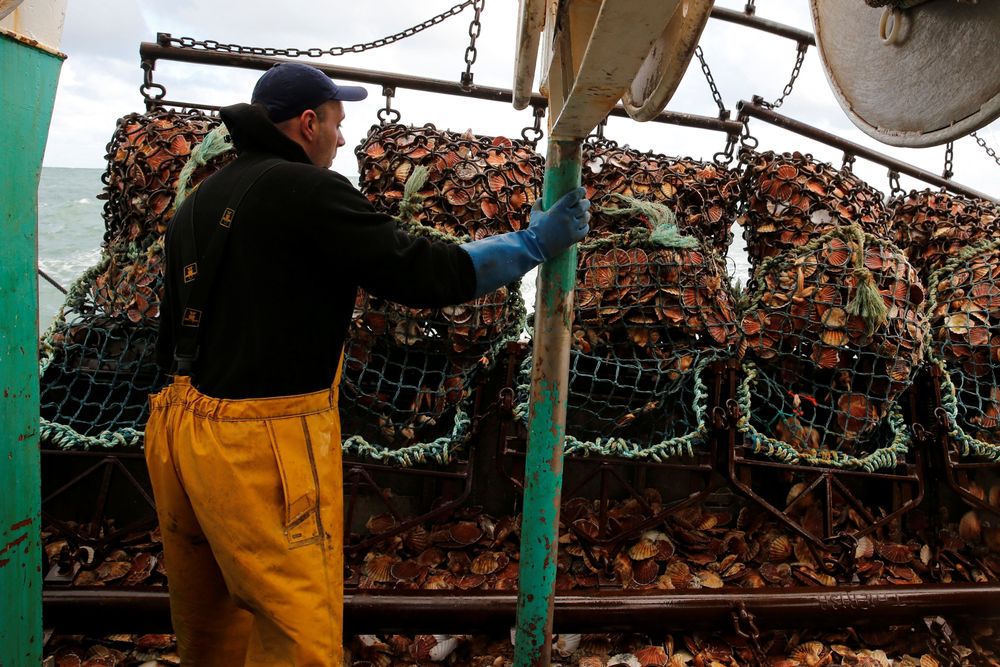 In der Seine-Bucht vor Frankreich öffnet ein Fischer eine Dredge voller Jakobsmuscheln.