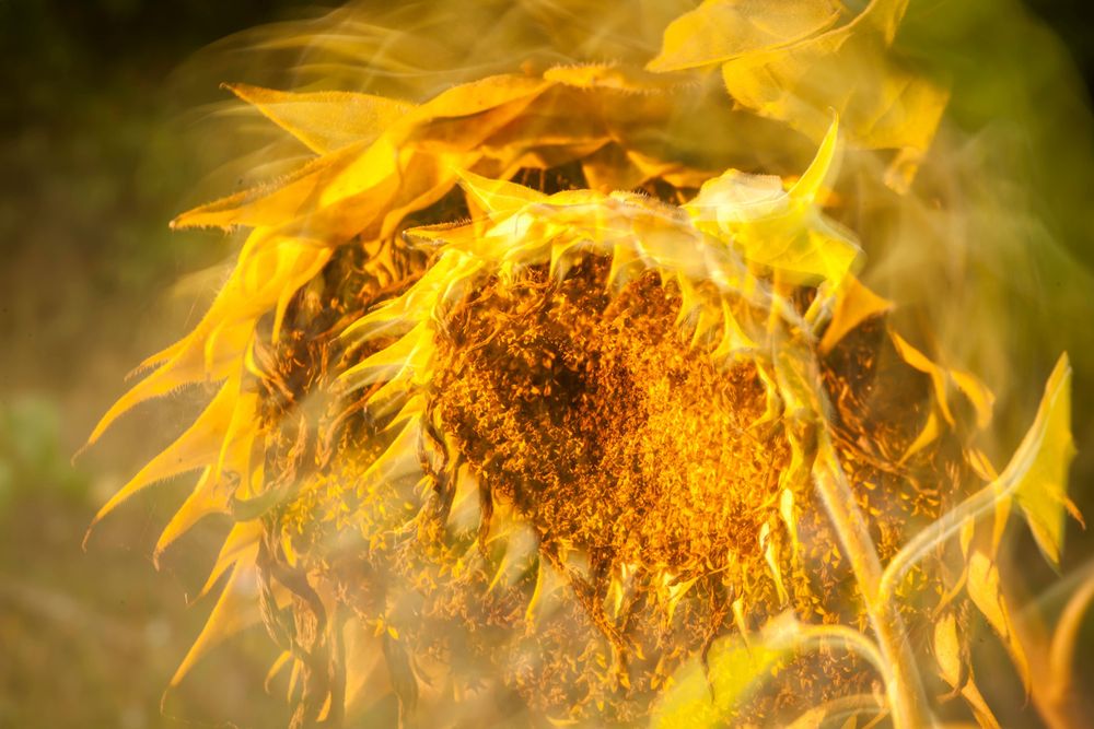 Die Folgekosten extremer Hitze abschätzen zu können, ist für die Wirtschaft relevant.