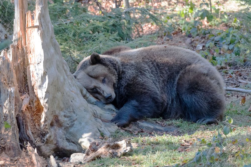 Eine Schweizer Studie zeigt: Der Frühling macht uns nicht müder