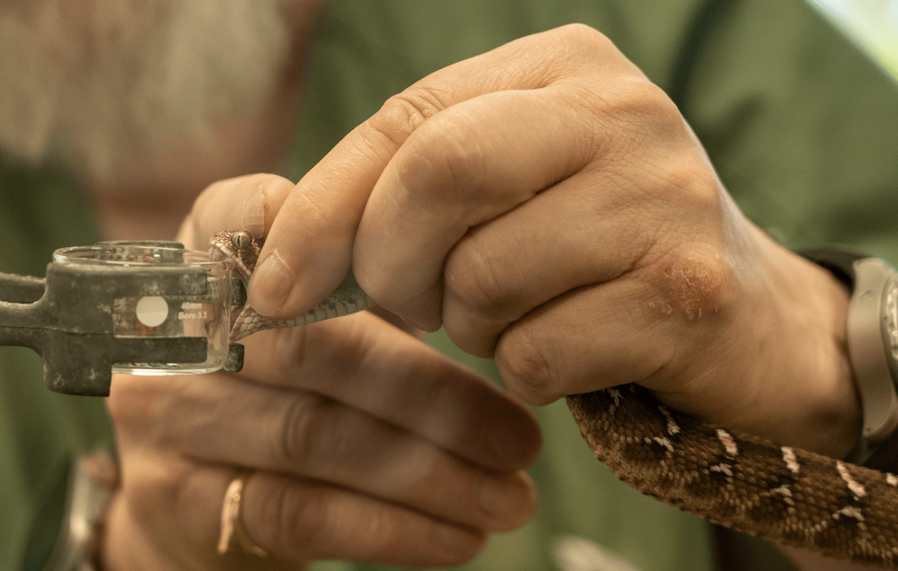 Die Sandrasselotter beisst im Forschungszentrum in den Rand eines Glasbechers – ihr Gift fliesst zäh ins Gefäss. 